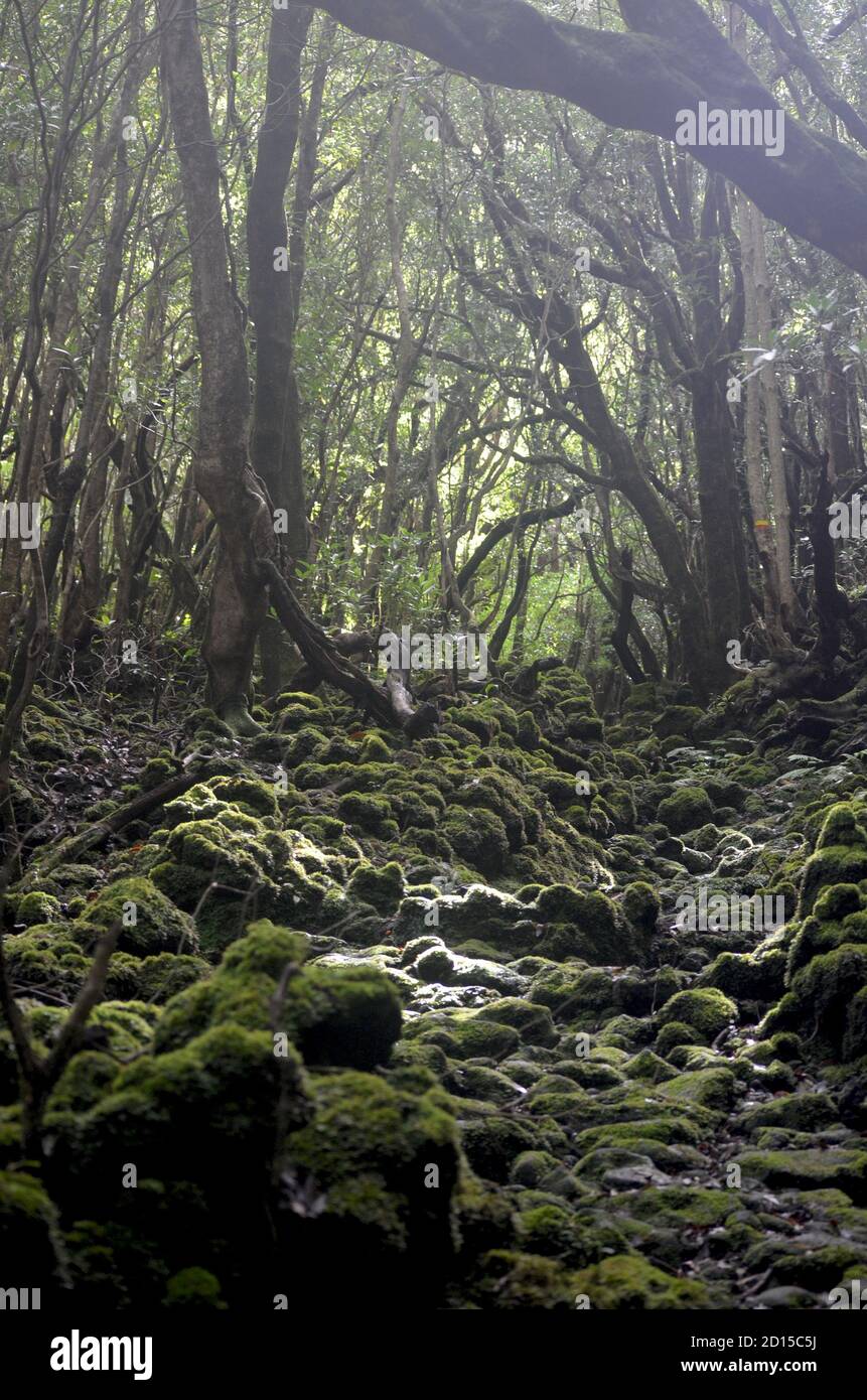Secondary forest growing in the laurisilva biome of Pico island, (Azores, Portugal), currently dominated by the highly invasive Australian species Pit Stock Photo