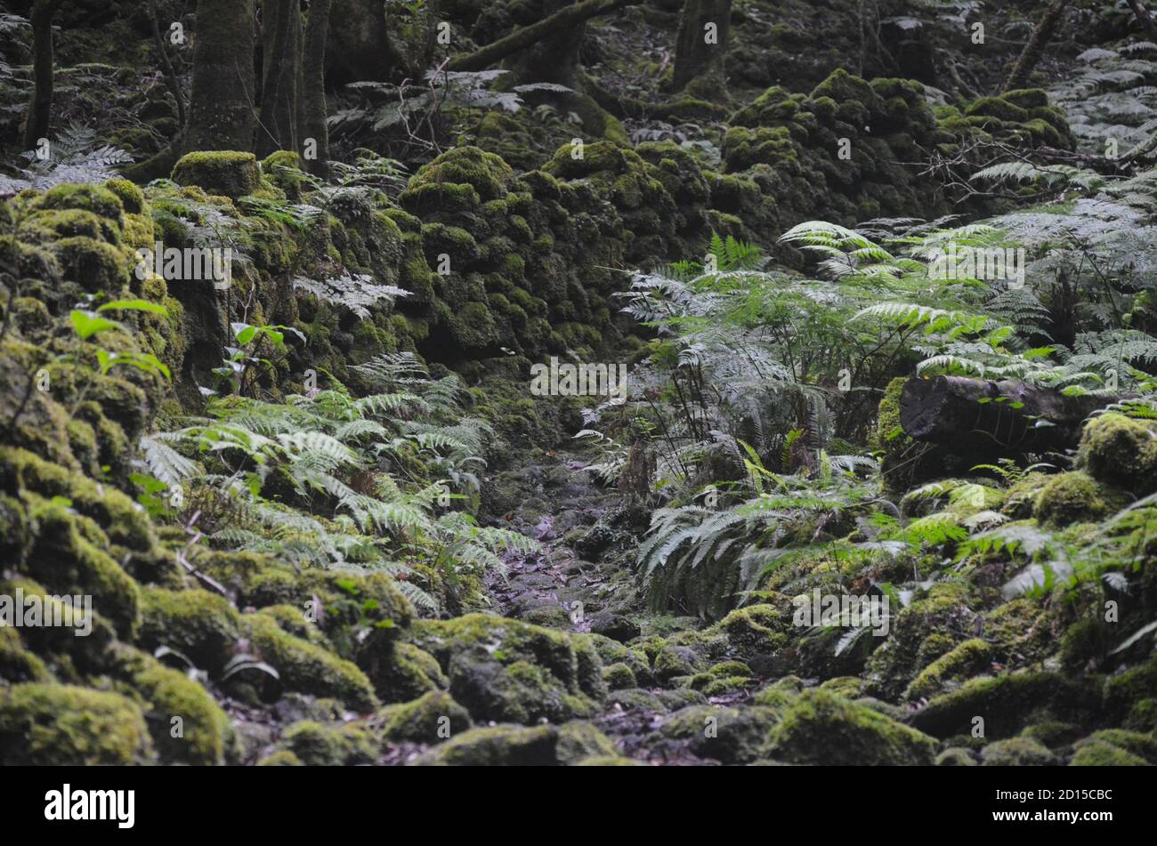 Secondary forest growing in the laurisilva biome of Pico island, (Azores, Portugal), currently dominated by the highly invasive Australian species Pit Stock Photo