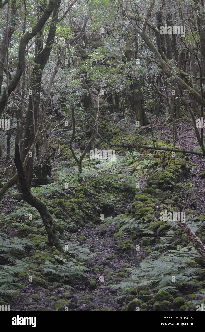 Secondary forest growing in the laurisilva biome of Pico island, (Azores, Portugal), currently dominated by the highly invasive Australian species Pit Stock Photo