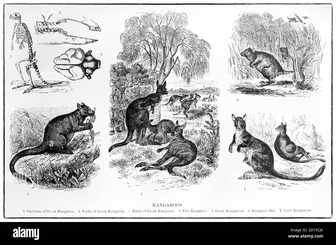 A Late 19th Century Chart Illustrating Various Types Of Kangaroos Marsupials From The Family Macropodidae Macropods https www alamy com a late 19th century chart illustrating various types of kangaroos marsupials from the family macropodidae macropods meaning large foot in common use the term is used to describe the largest species from this family the red kangaroo as well as the antilopine kangaroo eastern grey kangaroo and western grey kangaroo kangaroos are indigenous to australia and new guinea image379362443 html