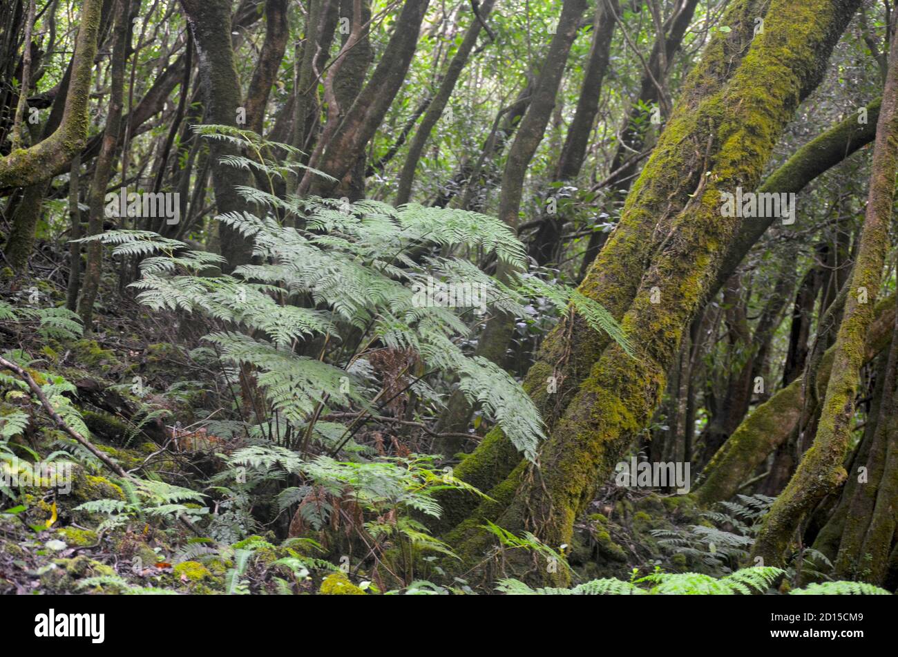 Secondary forest growing in the laurisilva biome of Pico island, (Azores, Portugal), currently dominated by the highly invasive Australian species Pit Stock Photo