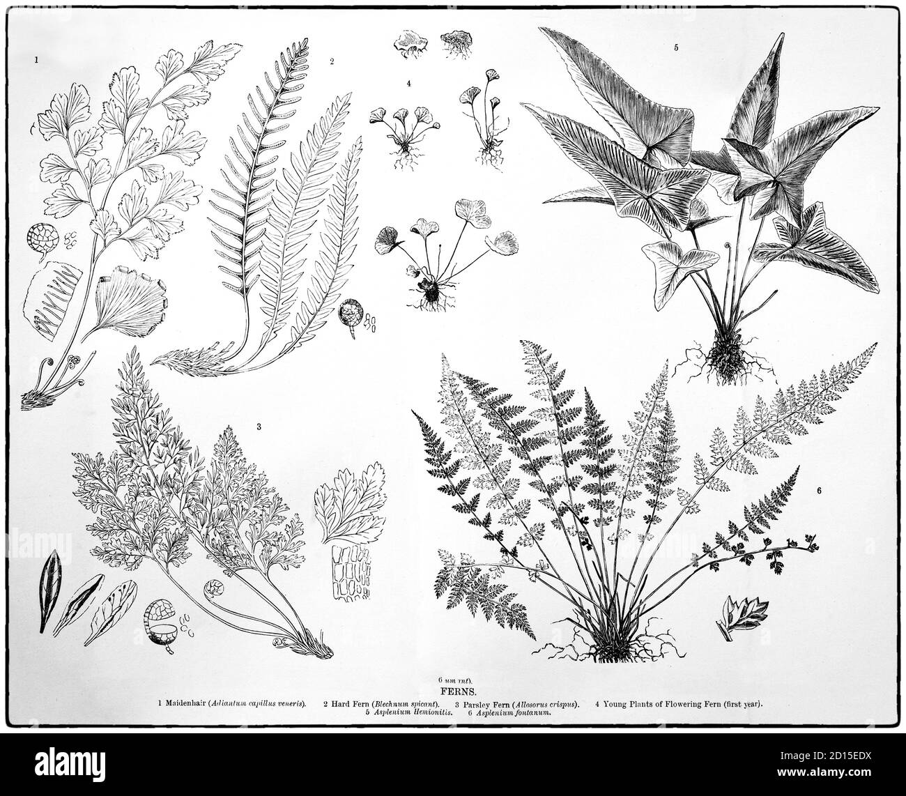 A late 19th Century chart illustrating ferns (Polypodiopsida or Polypodiophyta) is a member of a group of vascular plants (plants with xylem and phloem) that reproduce via spores and have neither seeds nor flowers. Stock Photo