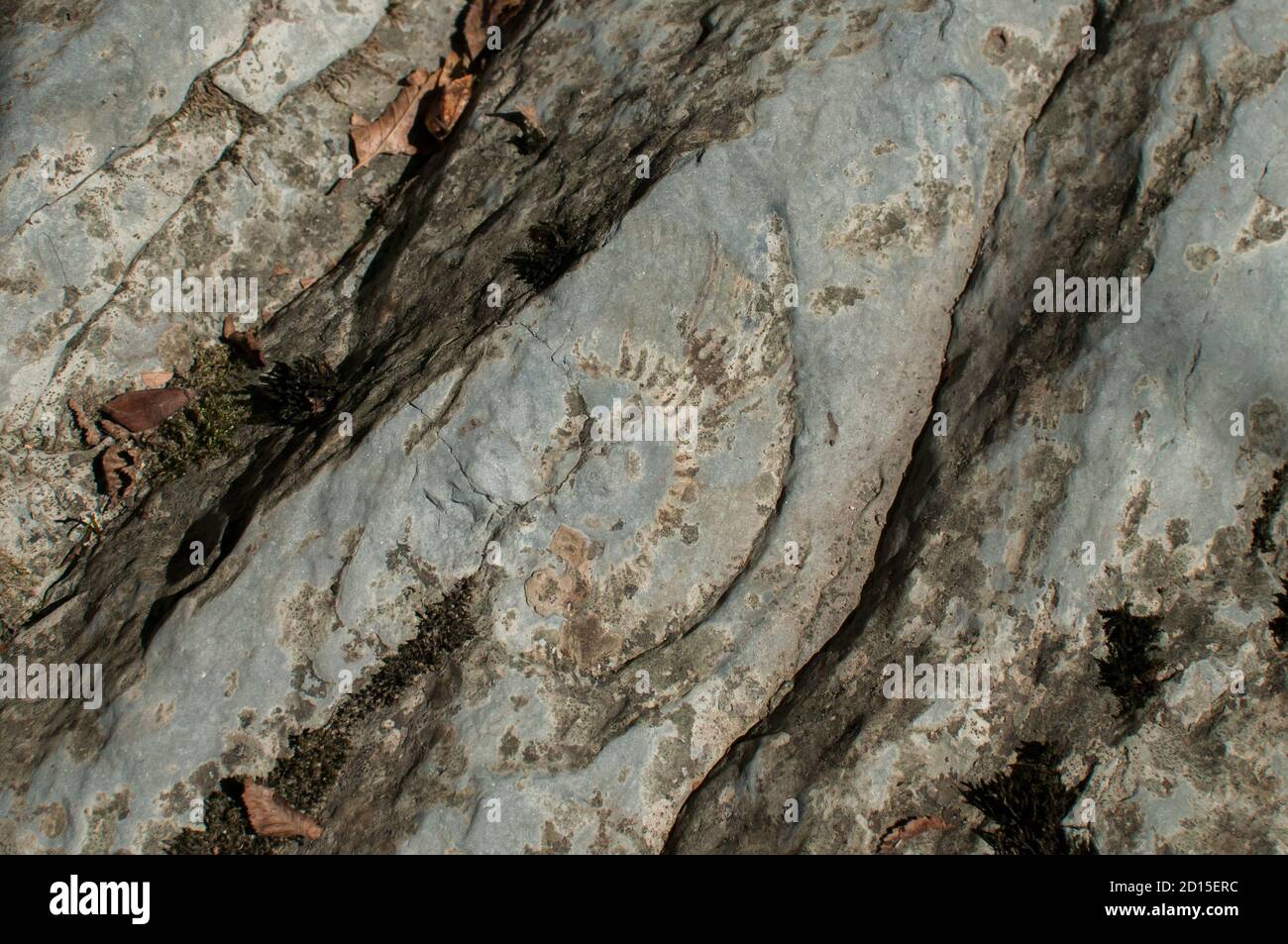 Ammonite fossil texture closeup in river rock Stock Photo Alamy