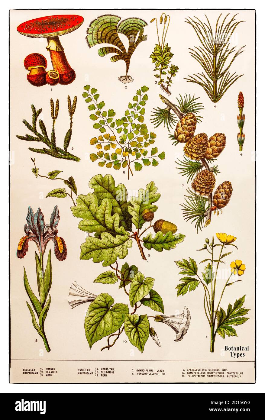 A late 19th Century diagram of plant life, with botanical classifications ranging from fungi, seaweed, moss, ferns, wild flowers, shrubs and trees. Plant taxonomy is the science that finds, identifies, describes, classifies, and names plants. Plant taxonomy is closely allied to plant systematics, and there is no sharp boundary between the two. In practice, 'Plant systematics' involves relationships between plants and their evolution, especially at the higher levels, whereas 'plant taxonomy' deals with the actual handling of plant specimens. Stock Photo