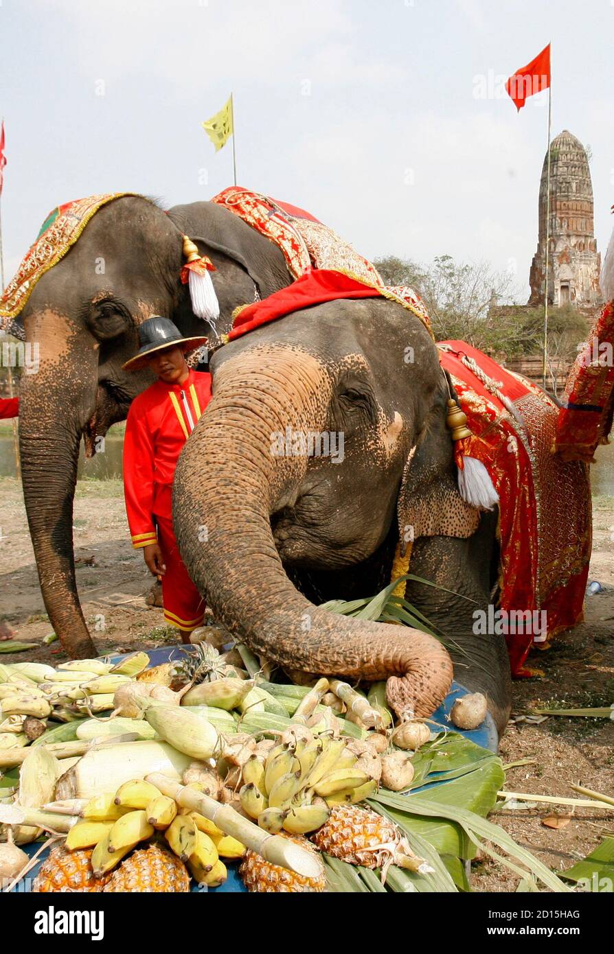 Bangkok elephants hi-res stock photography and images - Page 14 - Alamy Bangkok elephants hi-res stock photography and images - Page 14 - Alamy