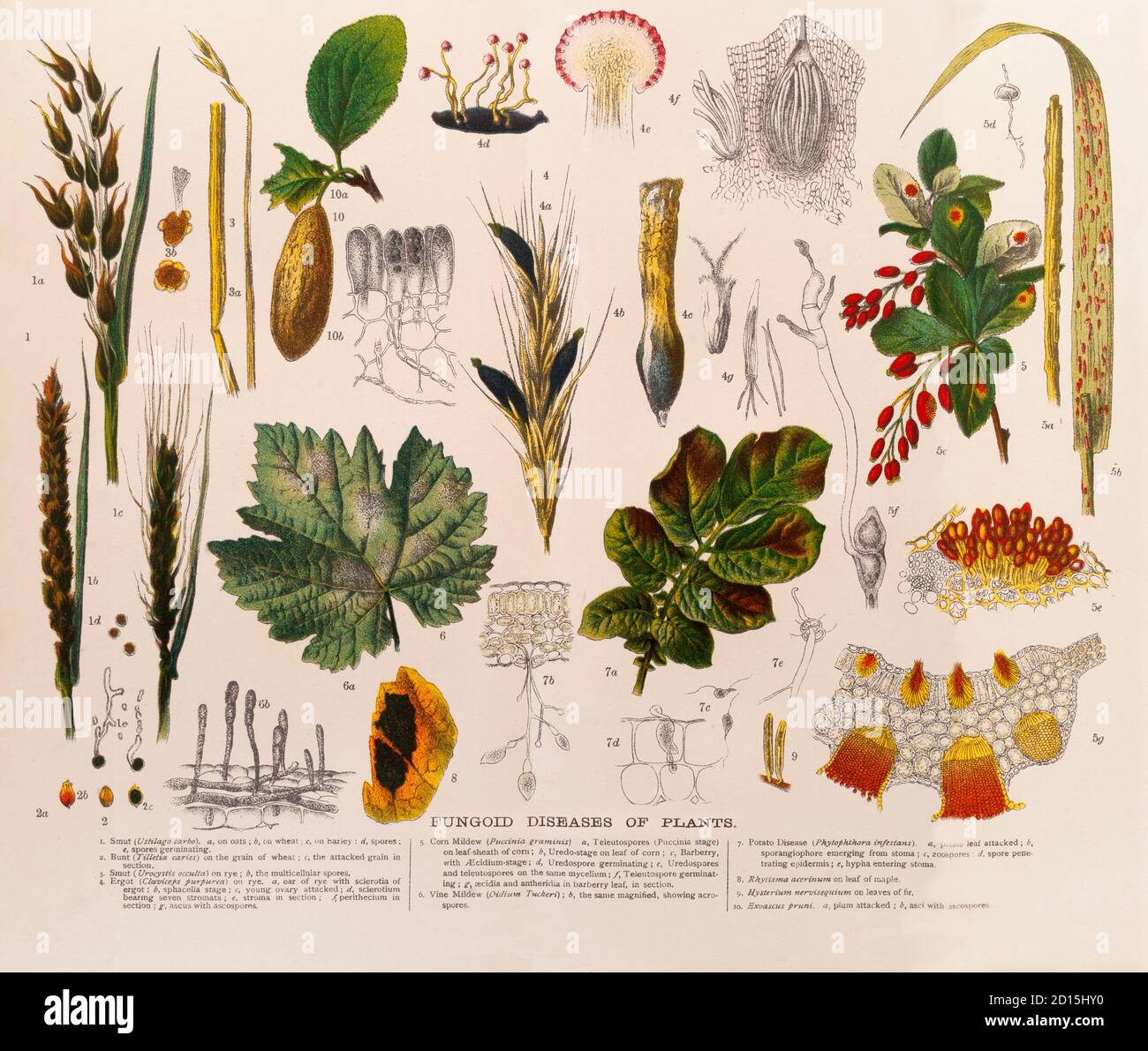 A late 19th Century chart illustrating various types of plant fungoid diseases, Collectively, fungi and fungal-like organisms (FLOs) cause more plant diseases than any other group of plant pest with over 8,000 species shown to cause disease. Fungi and FLOs are eukaryotic organisms that lack chlorophyll and thus do not have the ability to photosynthesize their own food. They obtain nutrients by absorption through tiny thread-like filaments called hyphae that branch in all directions throughout a substrate. A collection of hyphae is referred to as mycelium (pl., mycelia) and Mycelia are the key Stock Photo