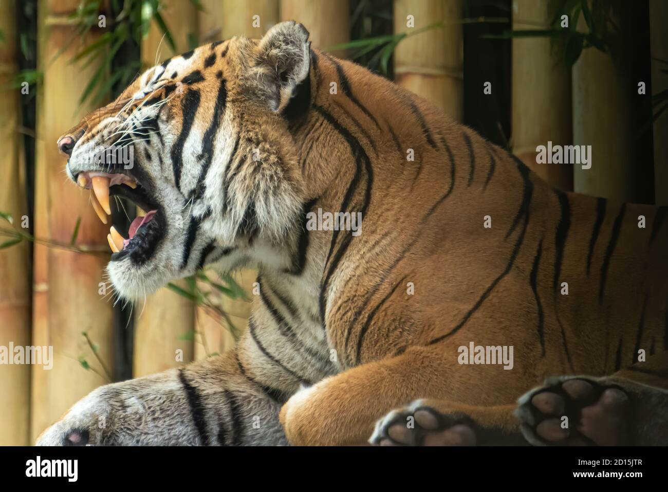 Bengal tiger at Busch Gardens Tampa Bay in Tampa, Florida. (USA) Stock Photo