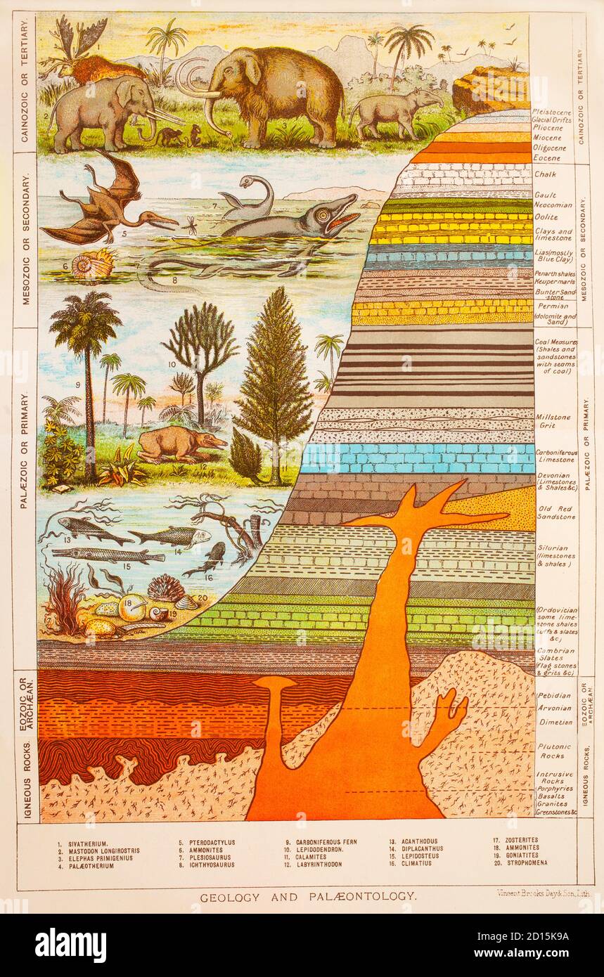 Palaeontology hi-res stock photography and images - Alamy