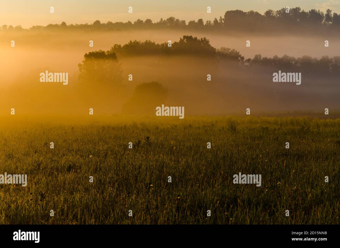 early in the morning, at dawn. Thick mystical fog over a green forest ...