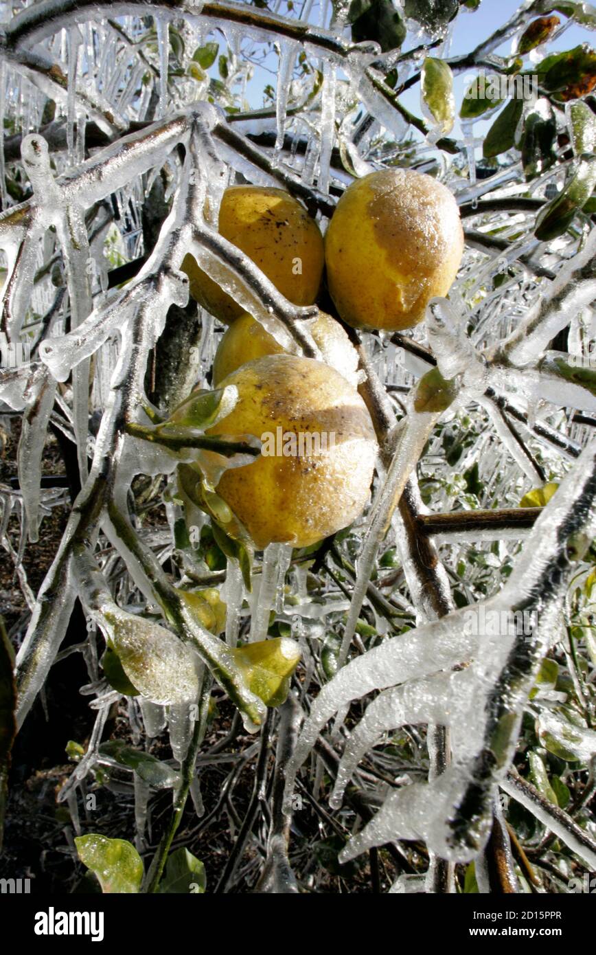 Freezing damage of citrus hires stock photography and images Alamy