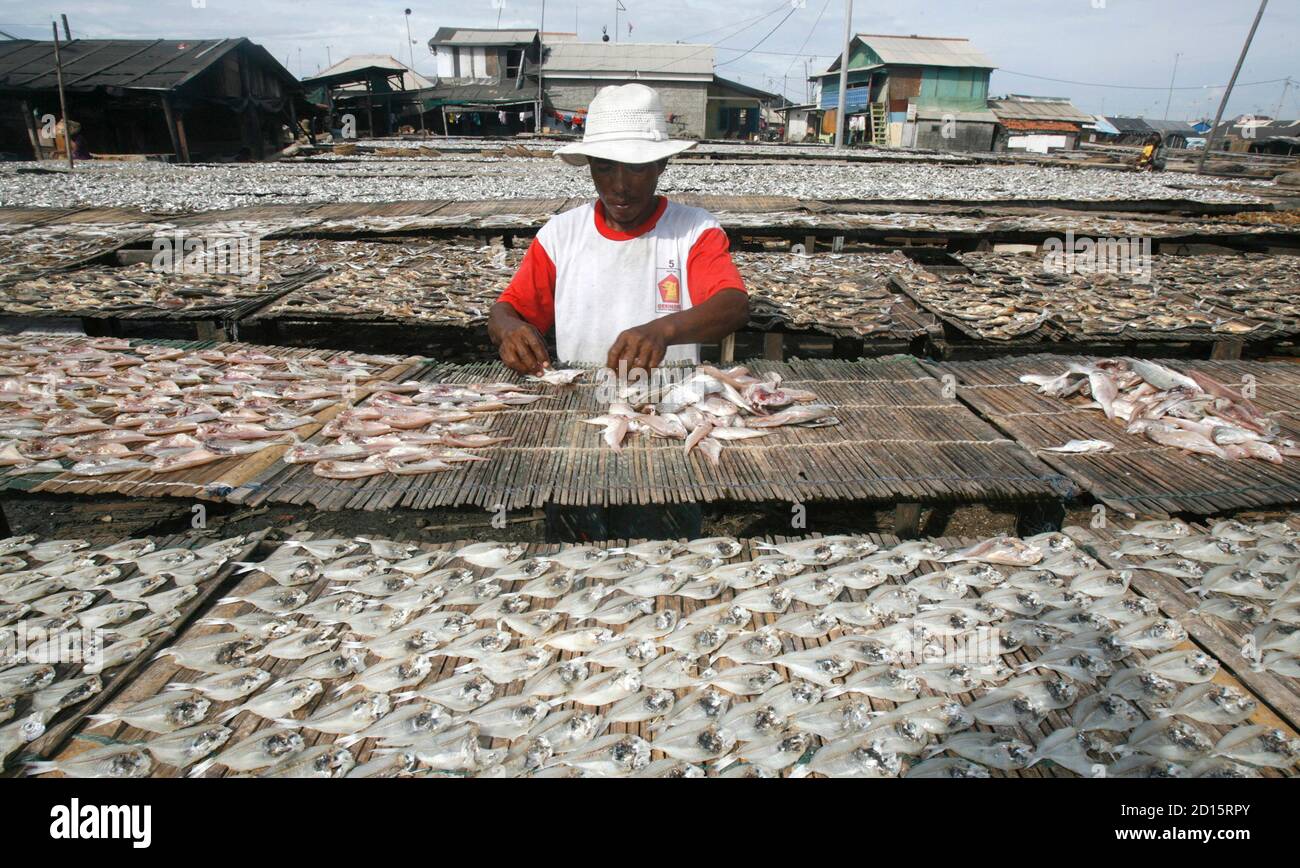 A Man Dries Salted Fish Near His Home At Tanjung Priok Port In Jakarta May 4 2010 His Family Makes Around 1 800 000 Rupiah 200 For Every 60 Kg 132 Pounds Of Dried