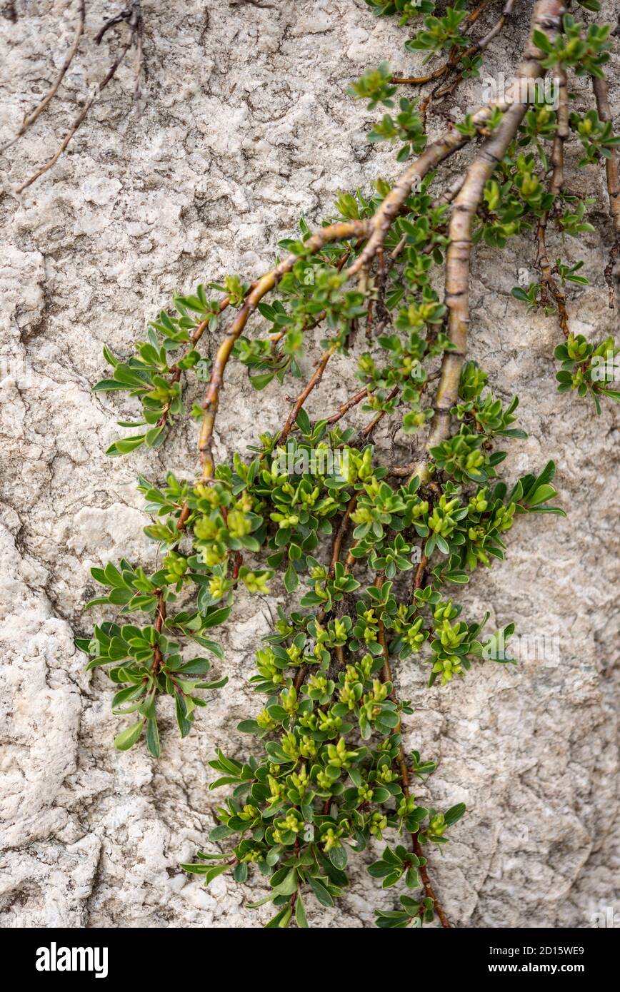 France, Savoie, High Maurienne valley, Bonneval sur Arc, Vanoise mountain range, thyme-leaved willow (Salix serpyllifolia) Stock Photo