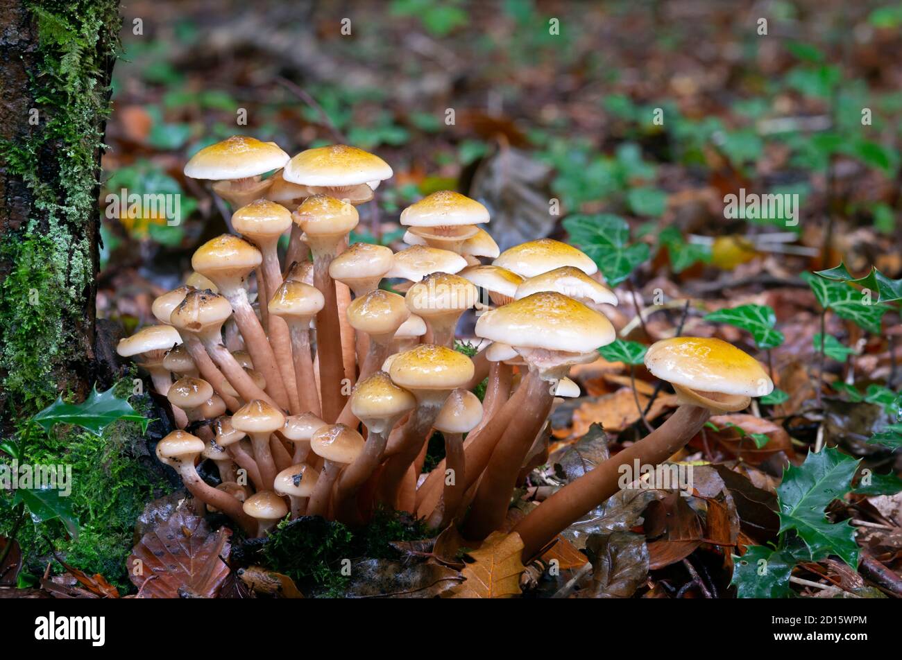 Honey fungus toadstool group Stock Photo