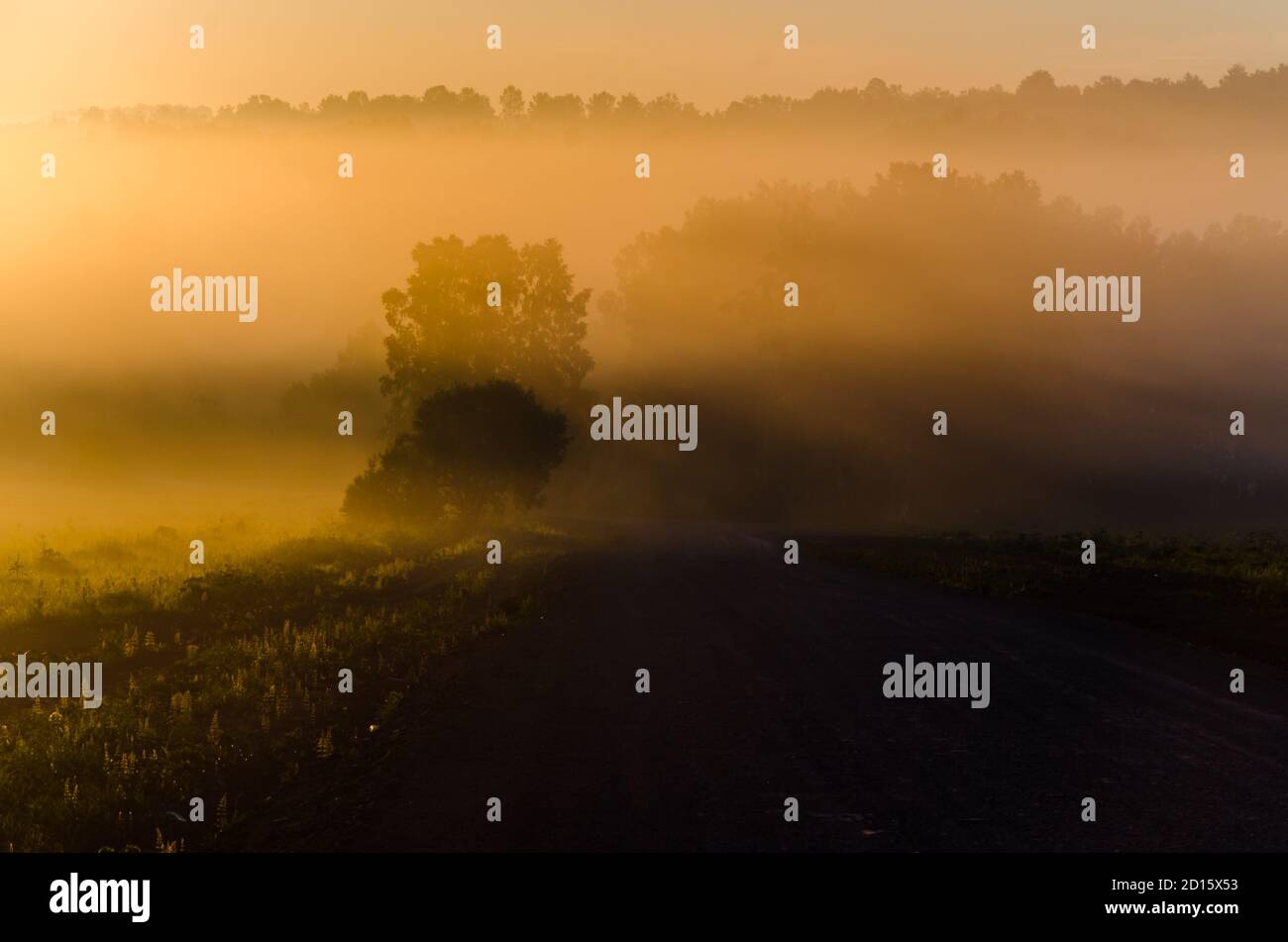 early in the morning, at dawn. Thick mystical fog over a green forest ...