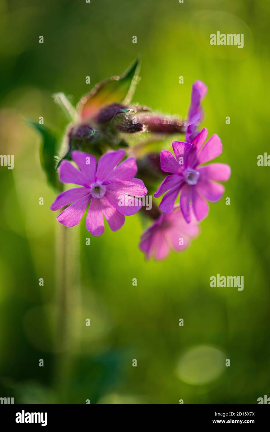 France, Territoire de Belfort, Auxelles Haut, Ballon d'Alsace mountain range, red campion ( Silene dioica ) Stock Photo