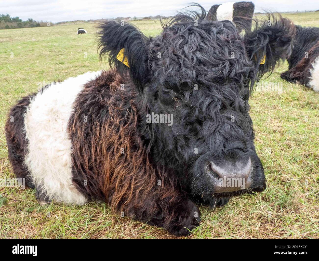 beautiful belted galloway cow waiting for it to rain Stock Photo