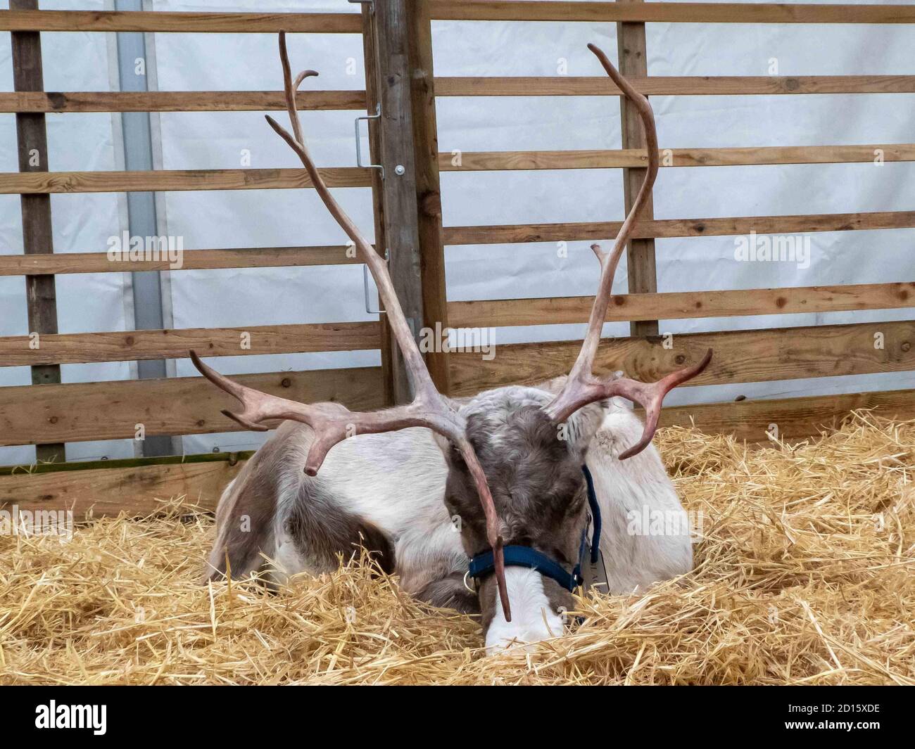 beautiful reindeer having a rest after a busy day at Christmas time Stock Photo