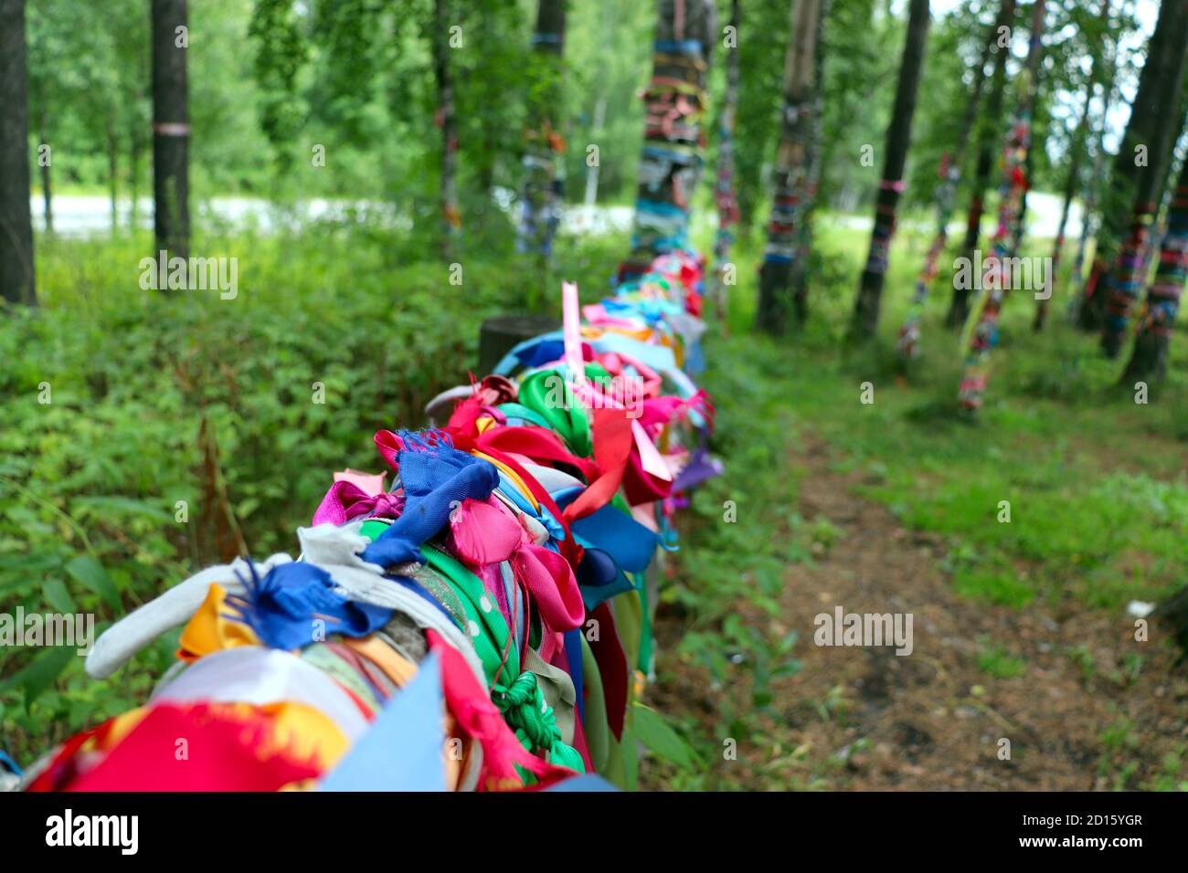 Colorful satin ribbons tied to log fences and birch trees by couples to