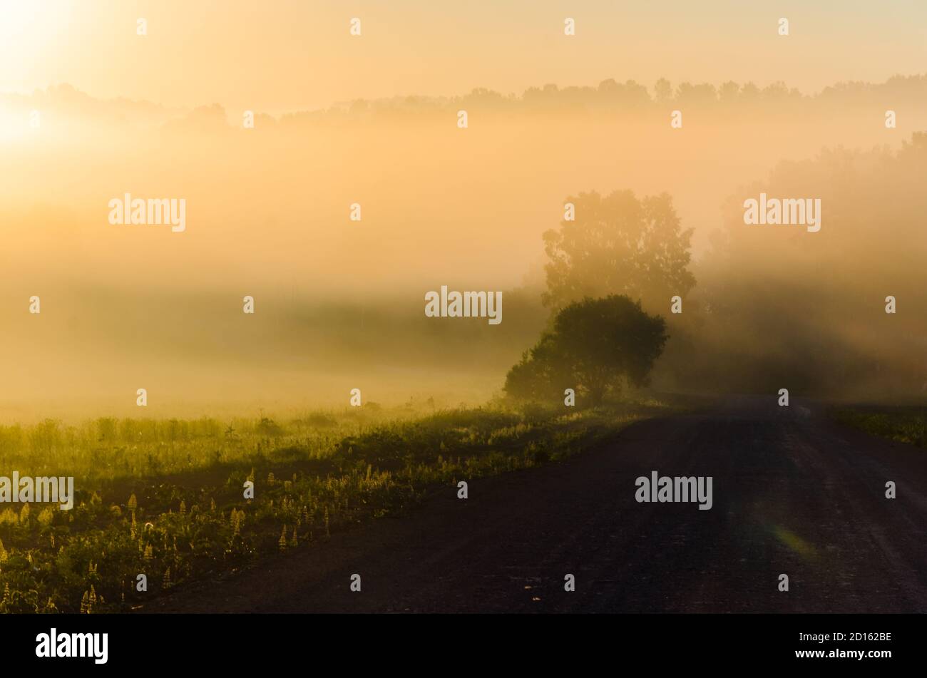 early in the morning, at dawn. Thick mystical fog over a green forest ...