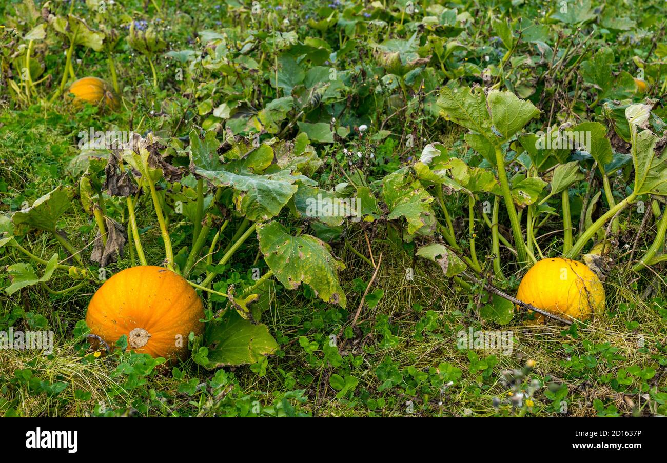 Halloween pumpkins growing in a pumpkin patch field, East Lothian, Scotland, UK Stock Photo