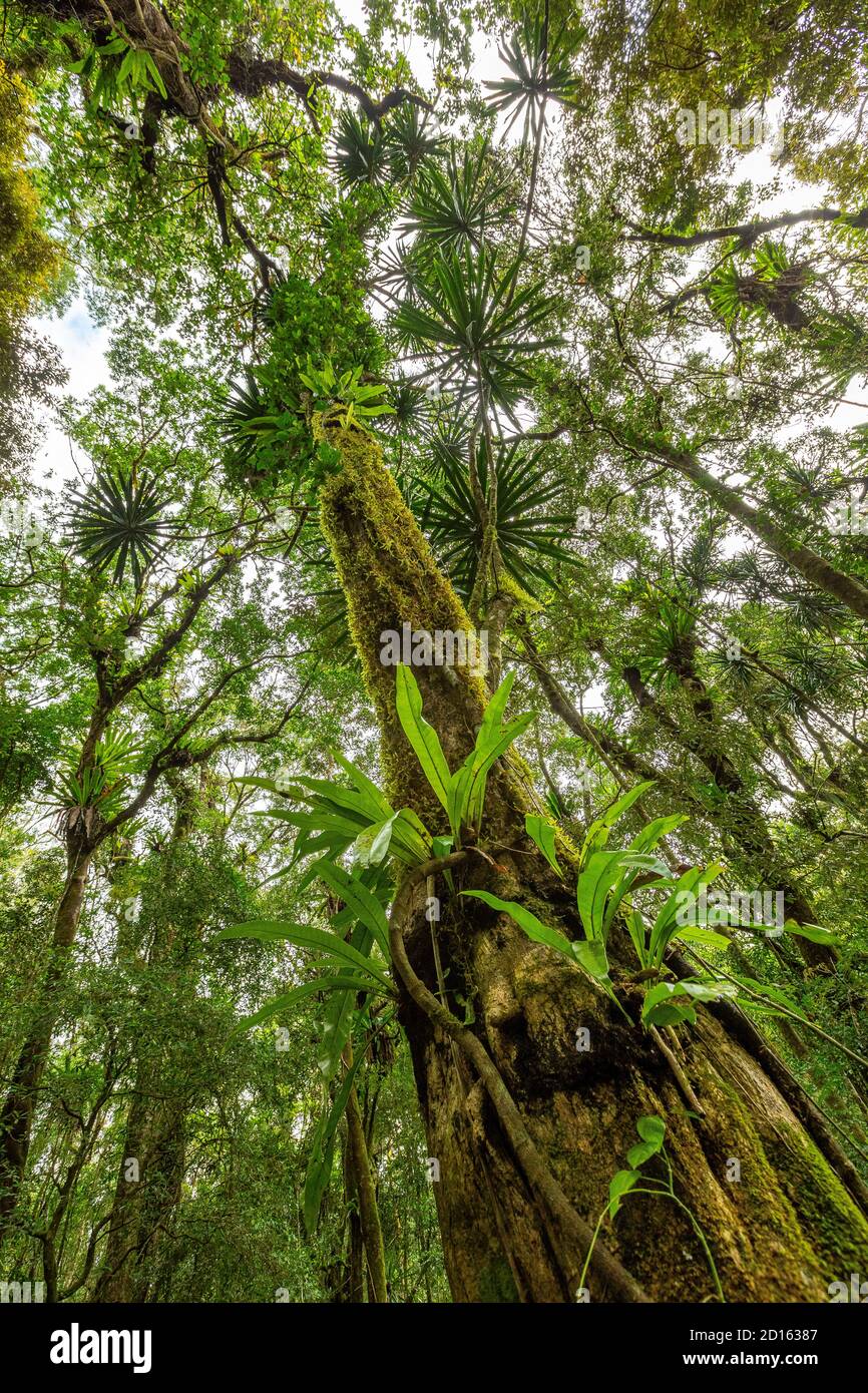 Madagascar, the North, Diego-Suarez (Antsiranana) province, Diana region, Montagne d'Ambre National Park, leaf of epiphytic fern (Asplemium nidus) Stock Photo