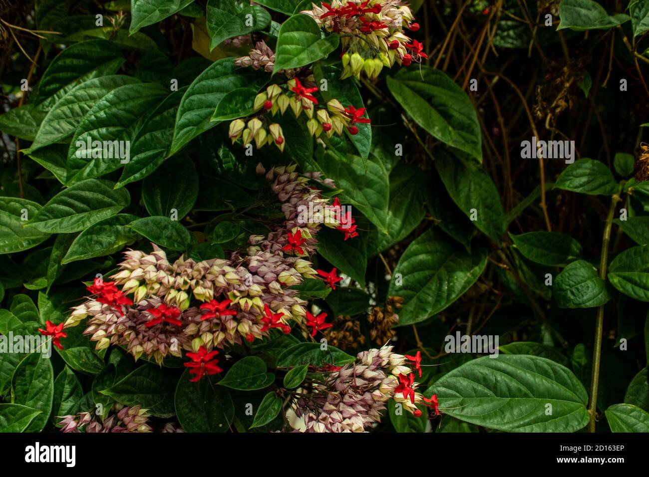 Milkweed - Asclepias Currassavica red flowers with purple tones lilas pink and white tropical, wild and wild exotic, small flowers grouped Stock Photo