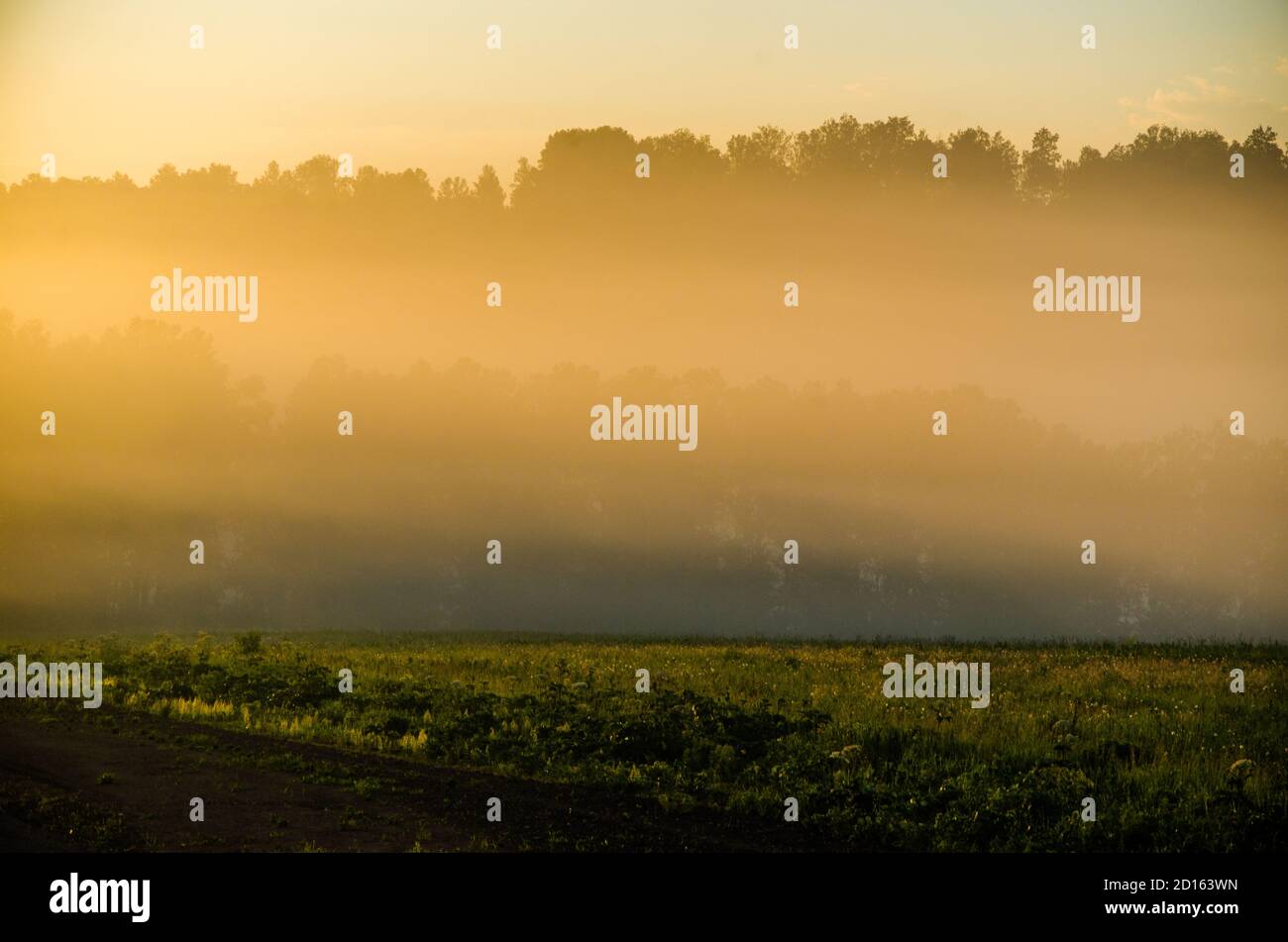 early in the morning, at dawn. Thick mystical fog over a green forest ...