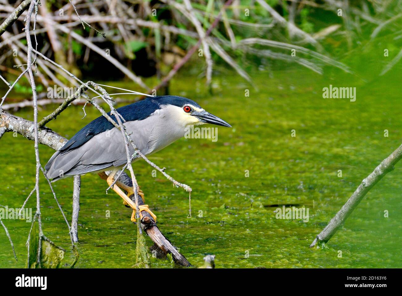 France, Doubs, Brognard, natural area of Allan, Black-crowned night heron (Nycticorax nycticorax), adult hunting Stock Photo