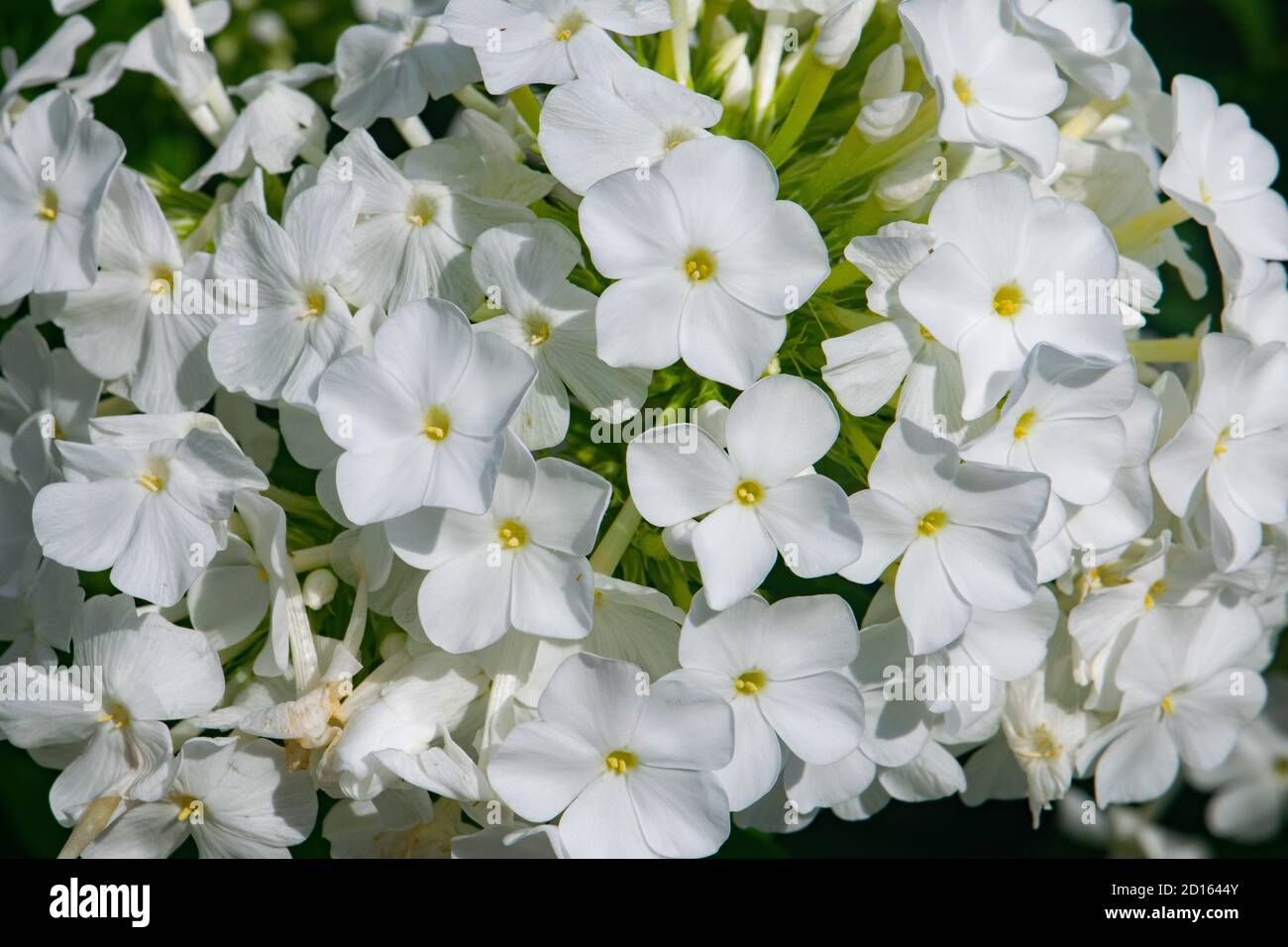White flowers. Stock Photo