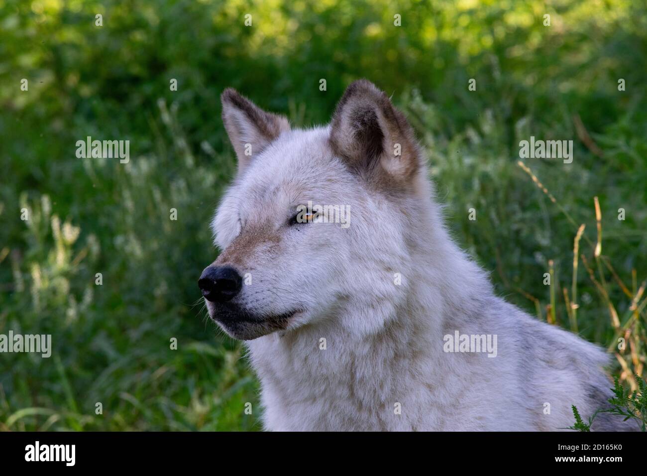 Close-up of a Grey Wolf. Stock Photo