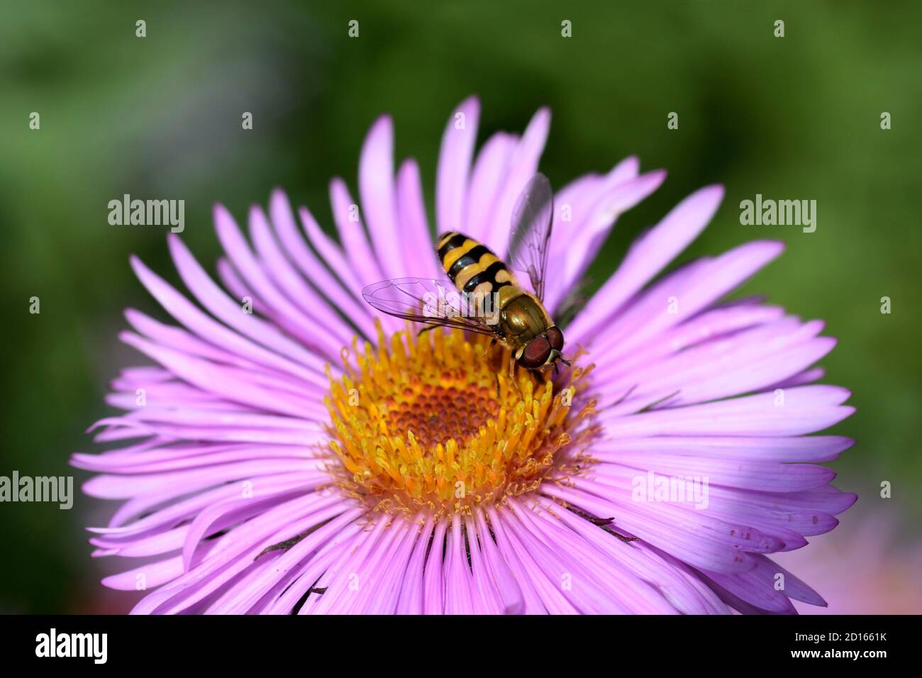 France, Haute Saone, Plancher Bas, garden, Fly (Epistrophe nitidicollis) foraging on Aster, flowers Stock Photo