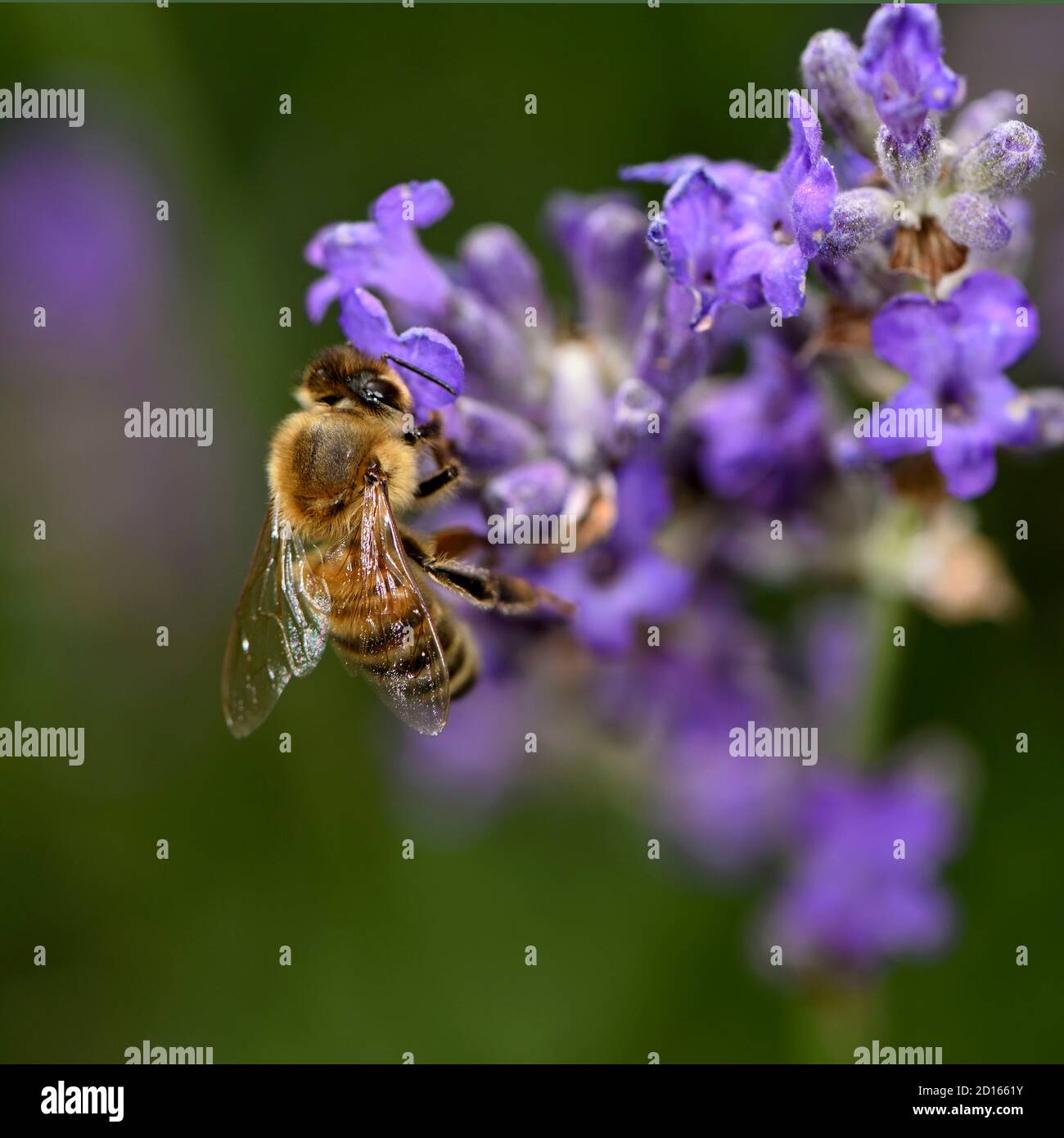 France, Territoire de Belfort, Belfort, garden, Bee (Apis mellifera) foraging on Lavandula x intermedia, flowers Stock Photo