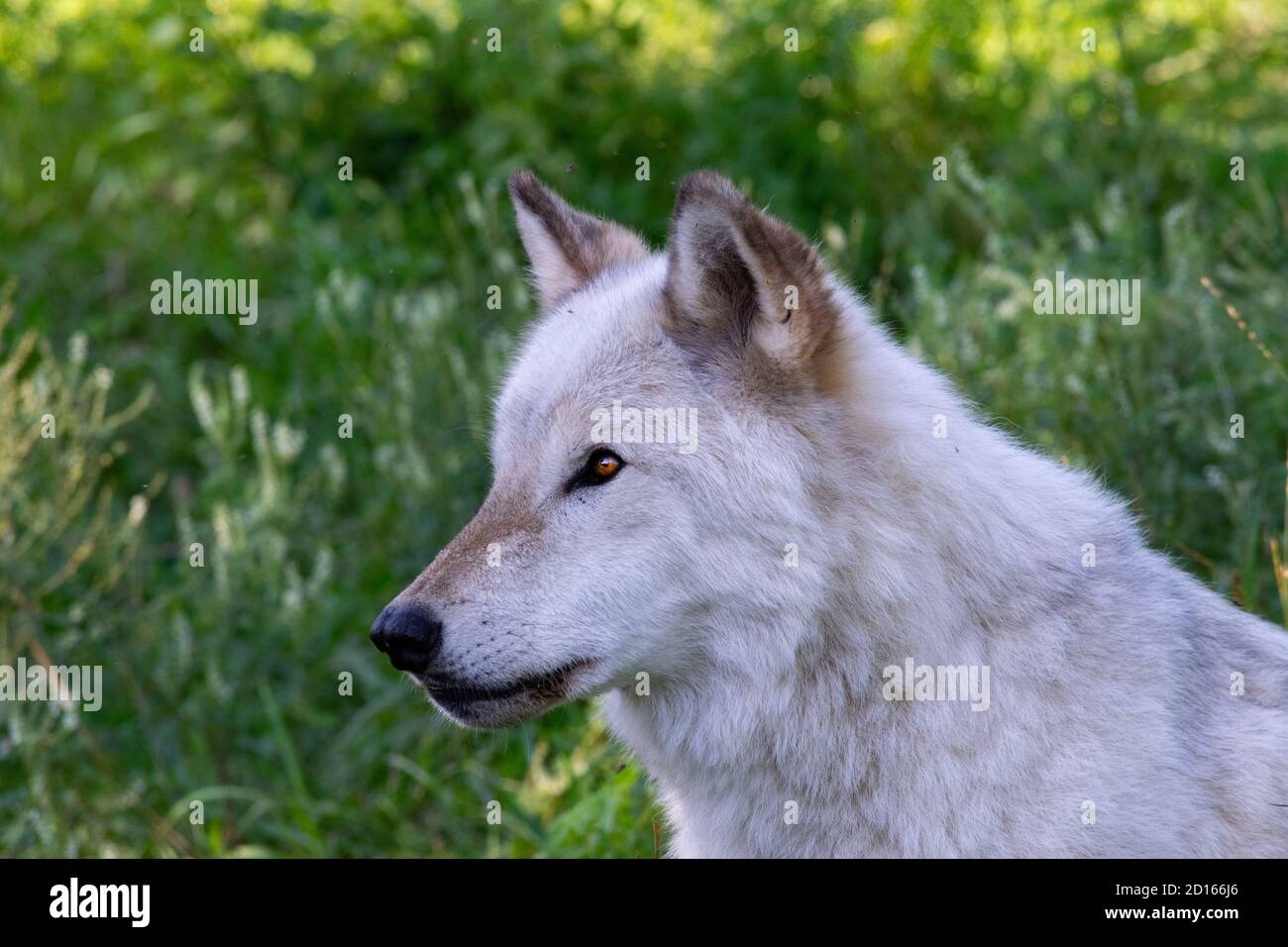 Close-up of a Grey Wolf. Stock Photo
