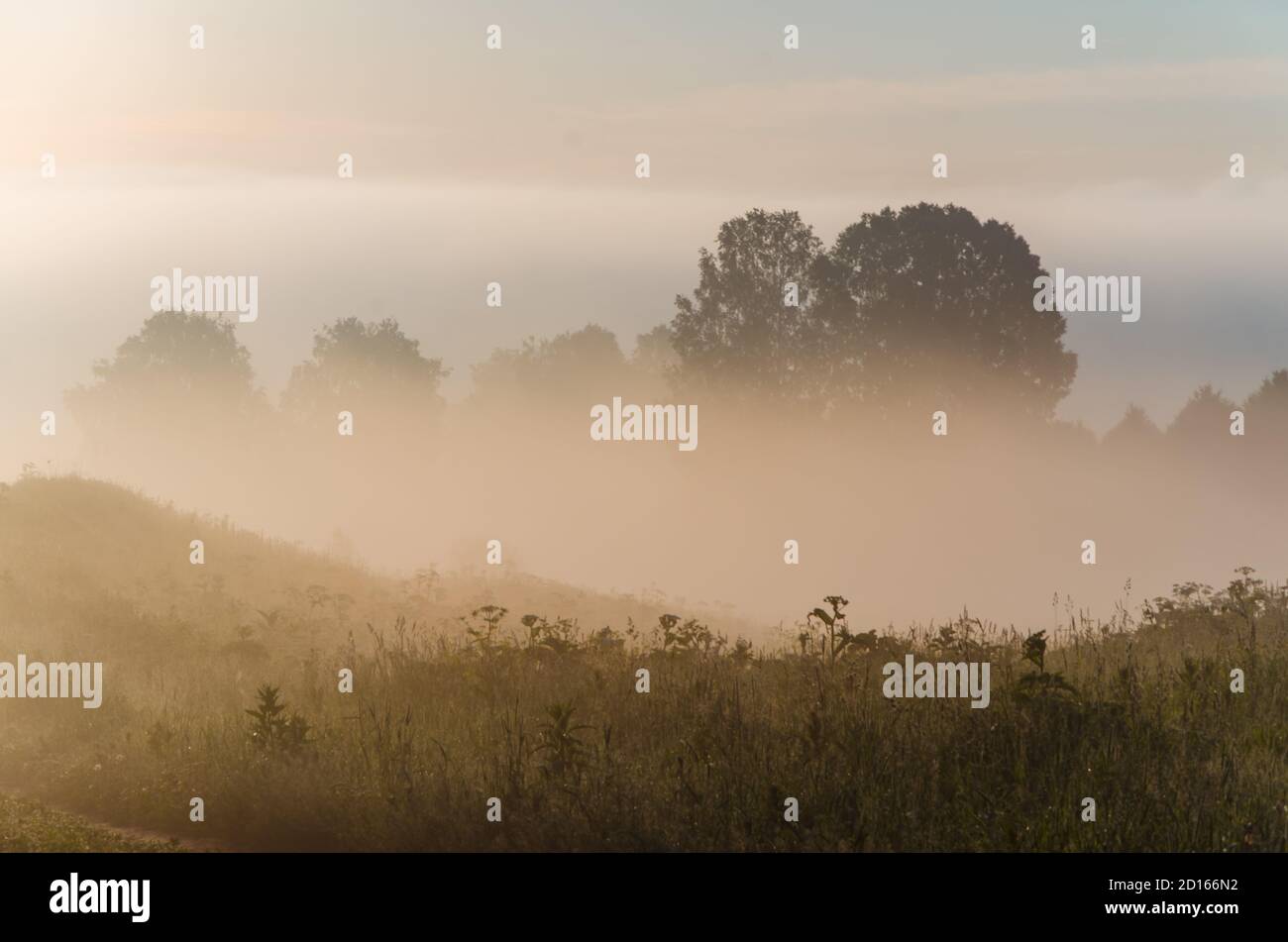 early in the morning, at dawn. Thick mystical fog over a green forest ...