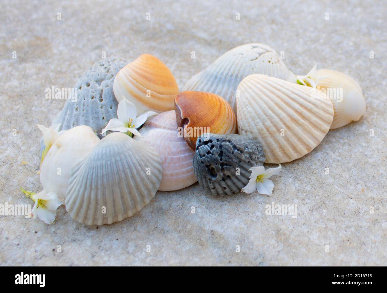 hill of several colorful heaped seashells with white flowers on gray mixed background Stock Photo