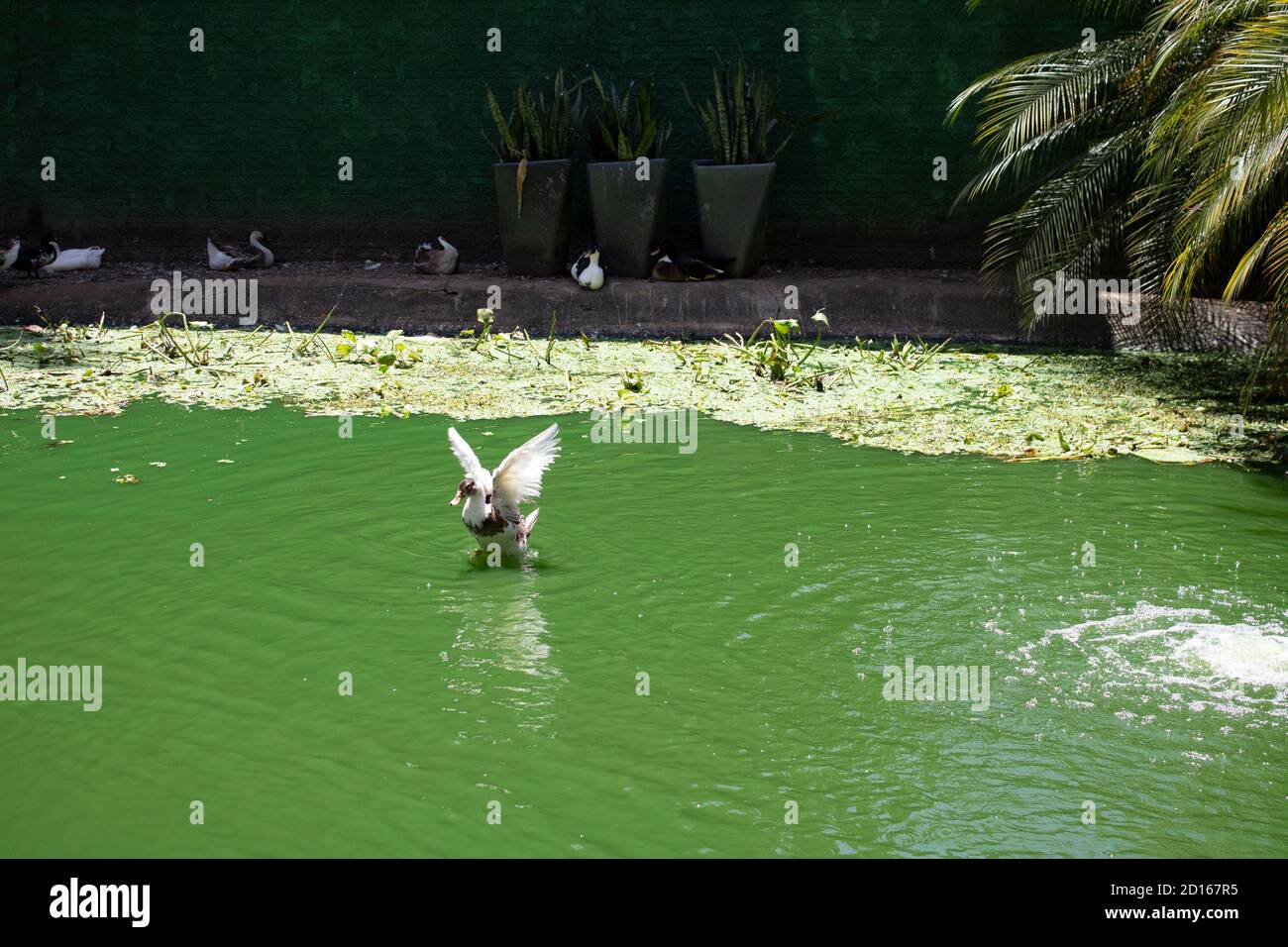 Duck flapping wings on green lake in the sun / Pato em lago verde com asas batendo em dia de sol Stock Photo