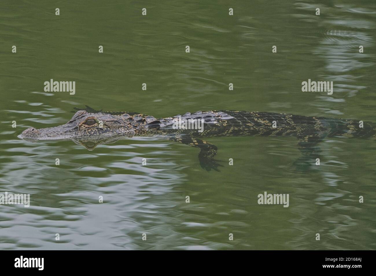 American alligator, Alligator mississippiensis , swimming in a residential area. Stock Photo
