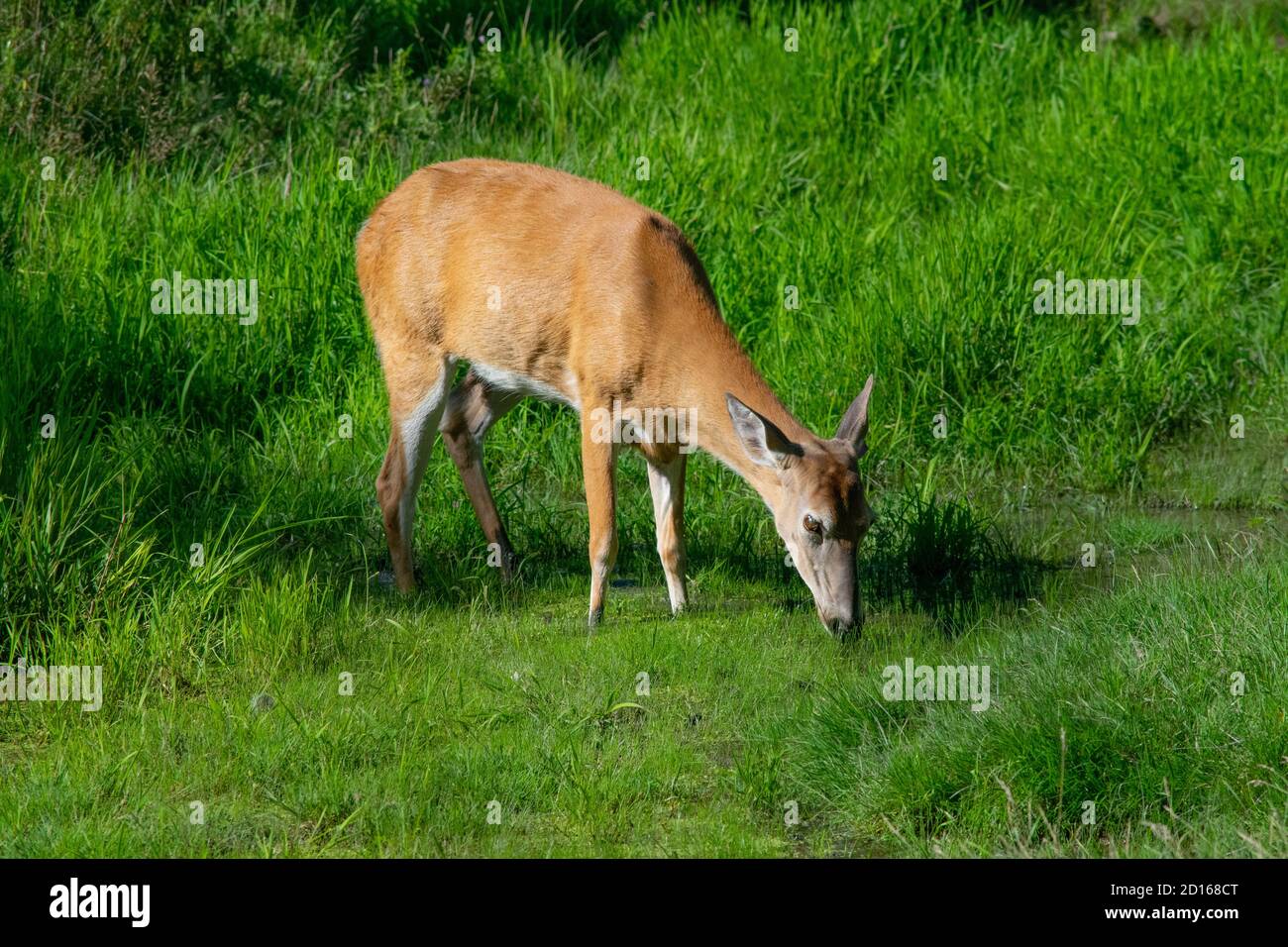 White-tailed Deer grazing. Stock Photo