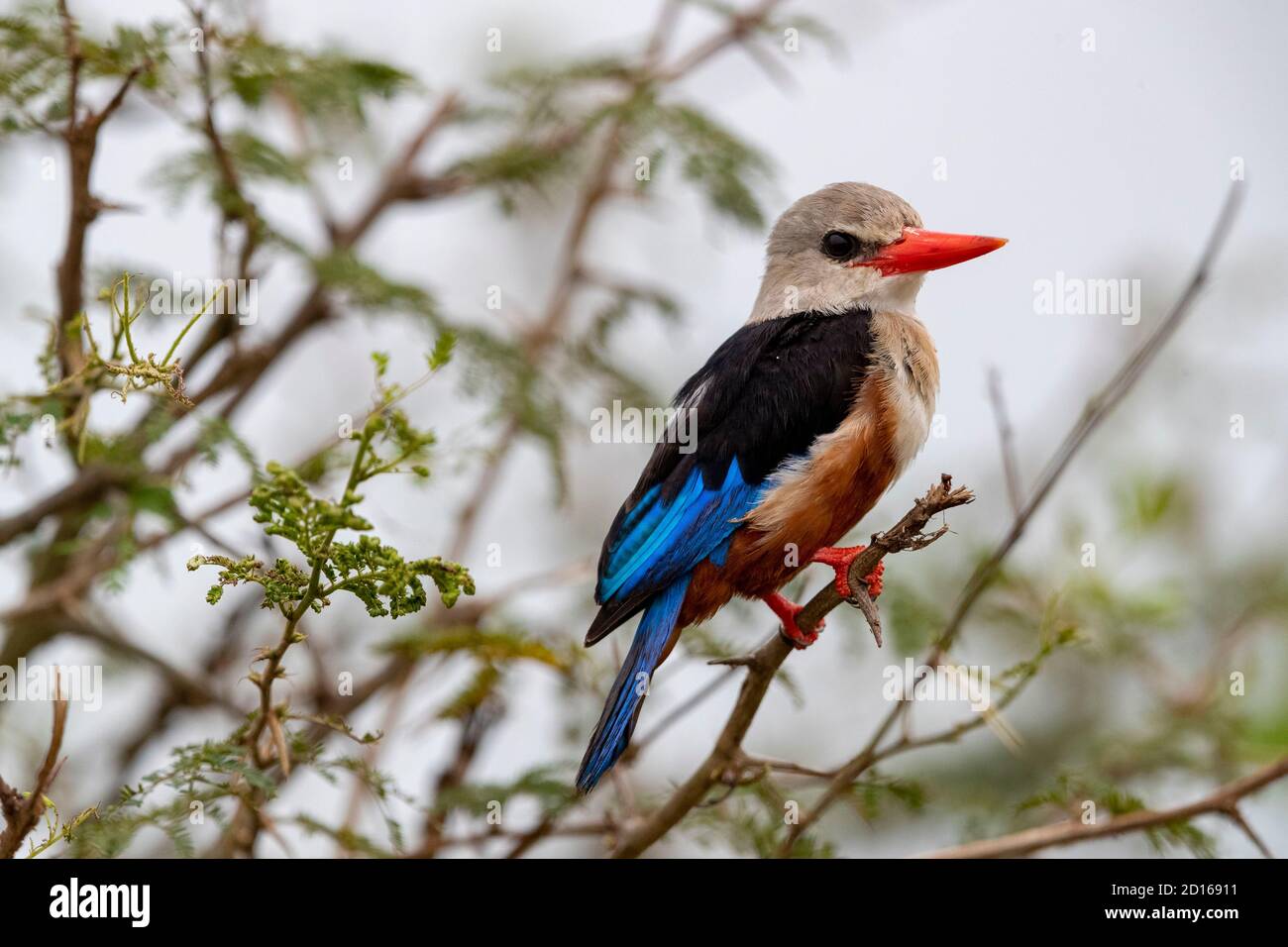Uganda, Ishasha in the southwest sector of Queen Elizabeth National ...