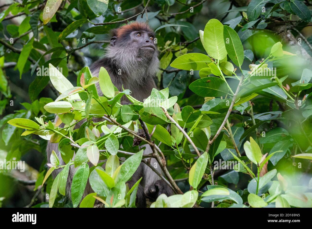 Cercocebus albigena or lophocebus albigena hires stock photography and