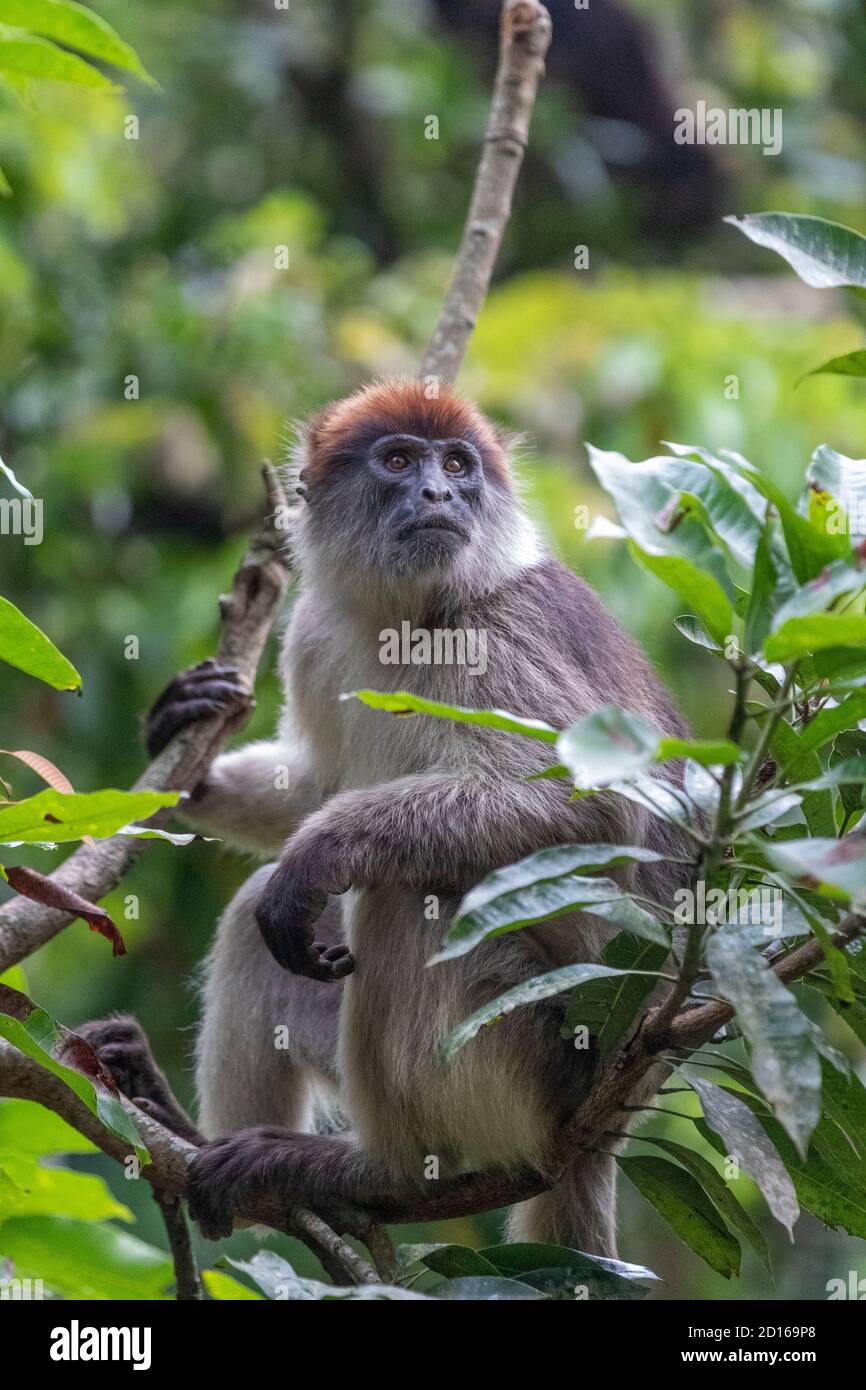 Uganda grey cheeked mangabey lophocebus albigena ugandae hires stock