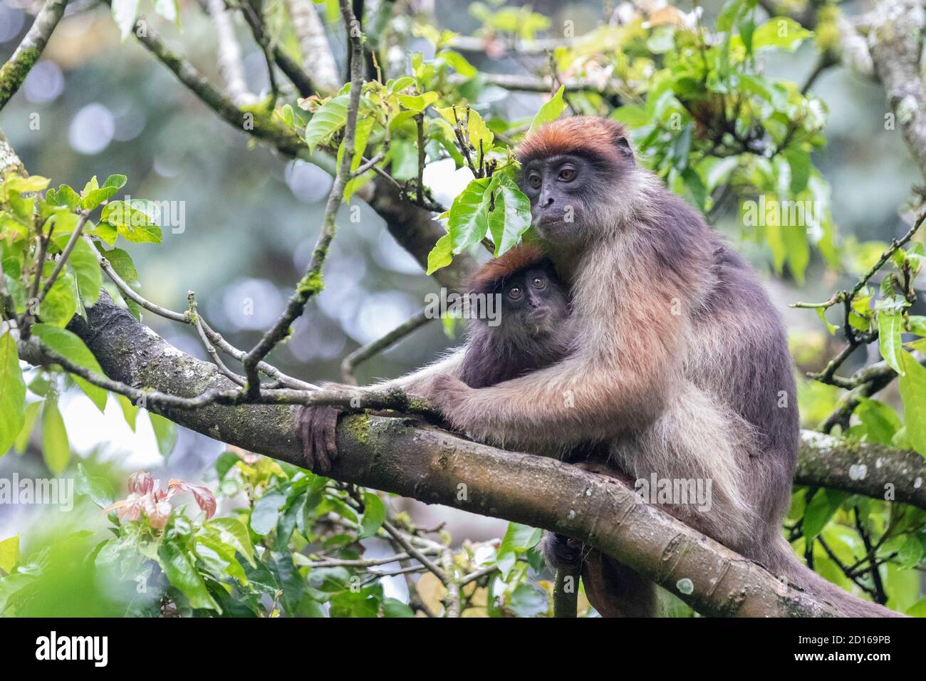 Lophocebus albigena ugandae hires stock photography and images Alamy