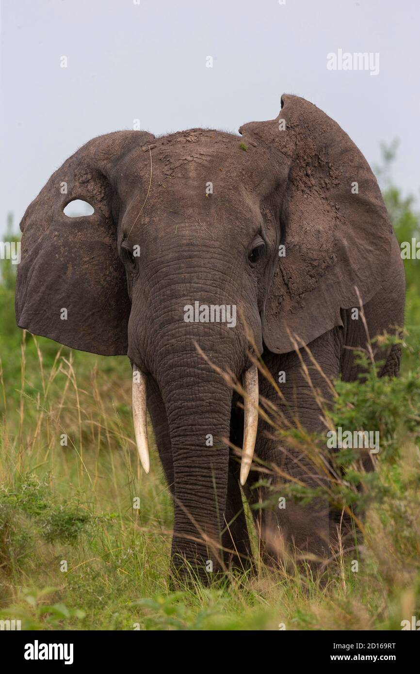 Uganda, Ishasha in the southwest sector of Queen Elizabeth National Park, African Elephant (Loxodonta africana), comes during the rainy season to graz Stock Photo