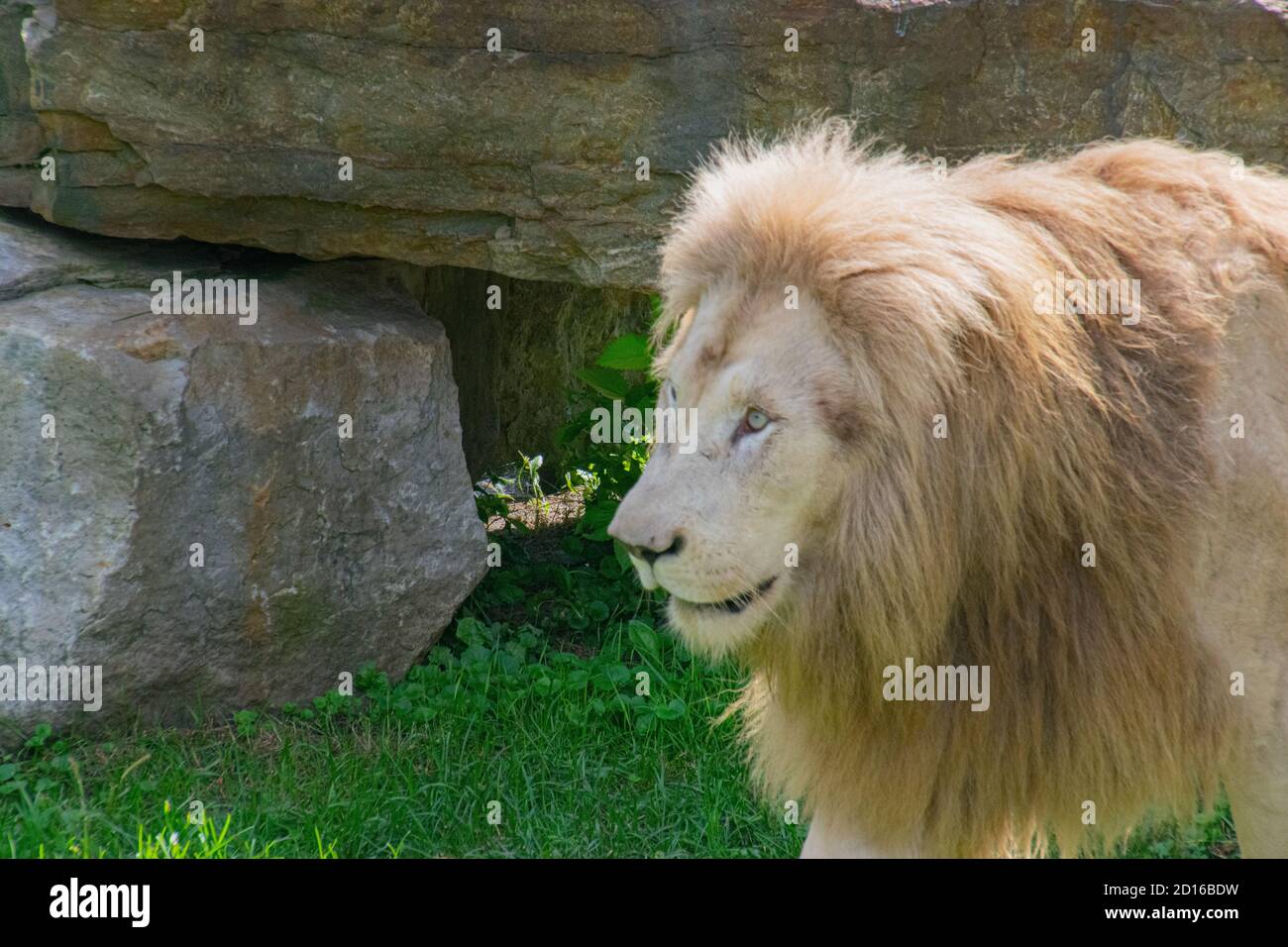 A male Lion. Stock Photo