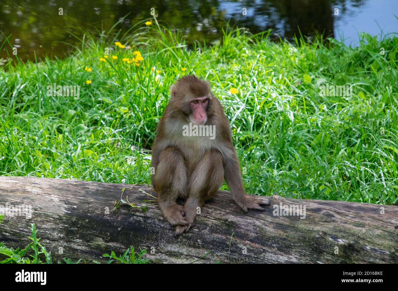 Japanese Macaque on a log. Stock Photo