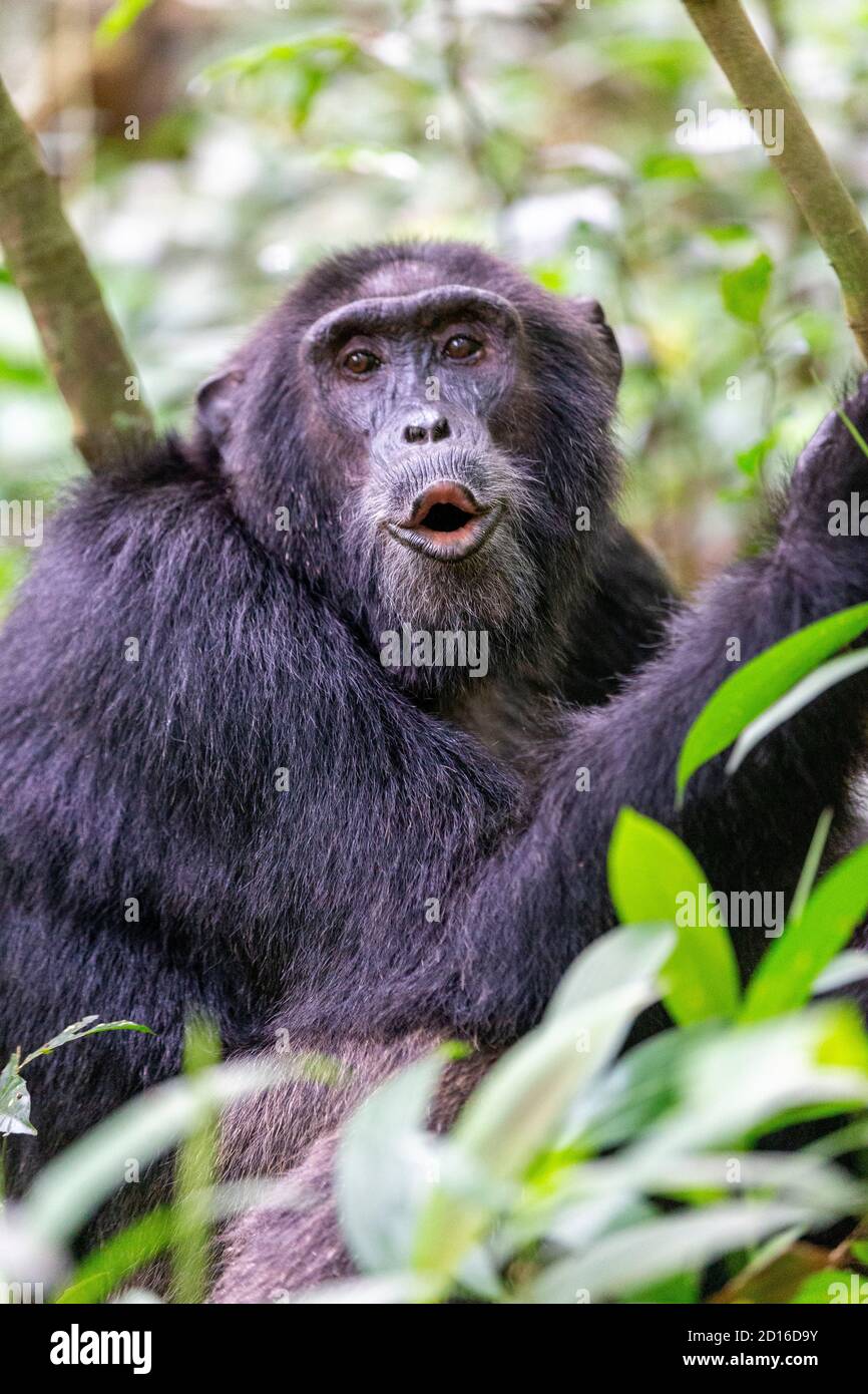 Chimpanzee (Pan troglodytes) male , Uganda, Kibale National Park Stock Photo