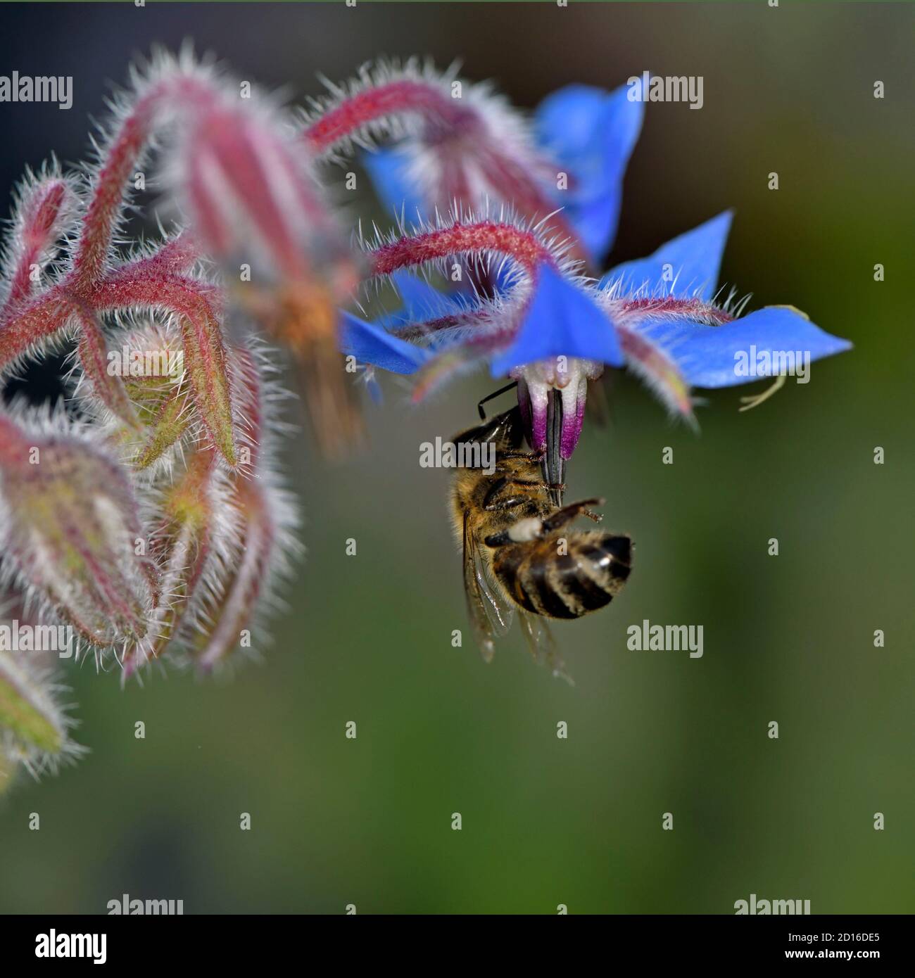 France, Territoire de Belfort, Belfort, vegetable garden, European bee (Apis melllifera) foraging on a borage flower (Borago officinalis)) Stock Photo