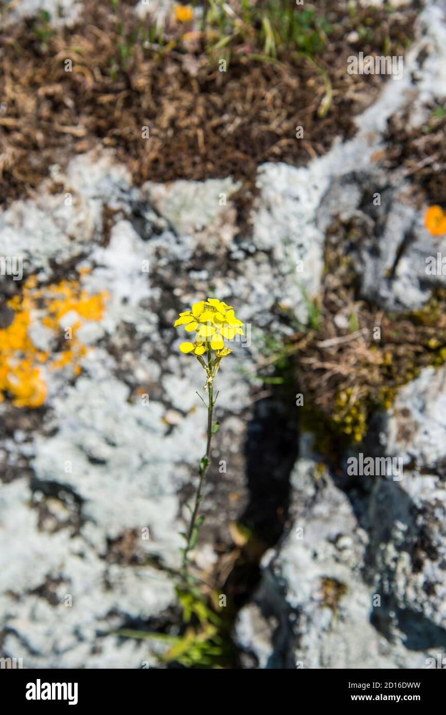 Eruca Sativa Flowers High Resolution Stock Photography And Images Alamy Eruca Sativa Flowers High Resolution Stock Photography And Images Alamy