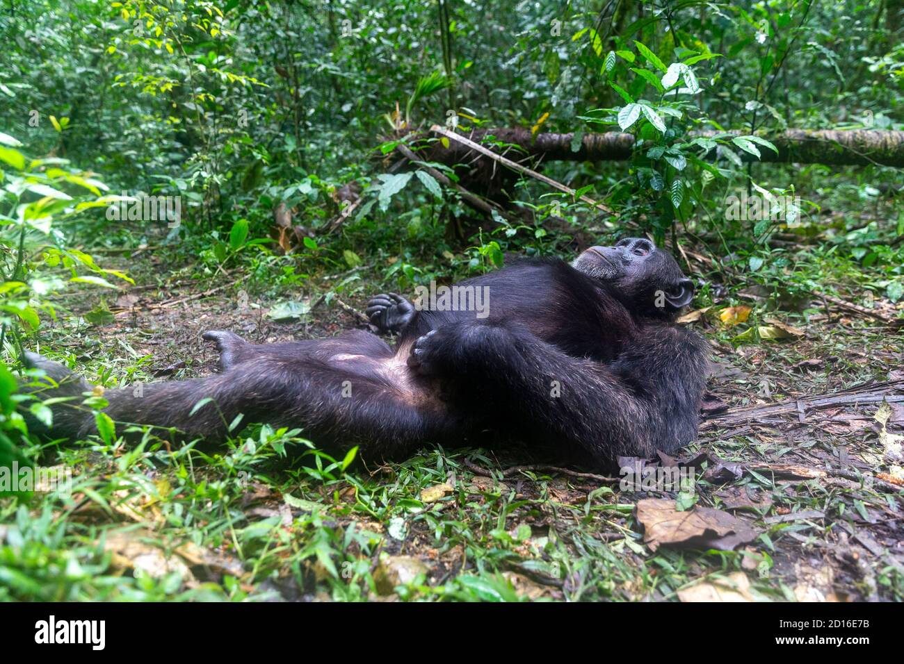 Chimpanzee (Pan troglodytes) male , Alpha male, Resting on the ground, Uganda, Kibale National Park Stock Photo
