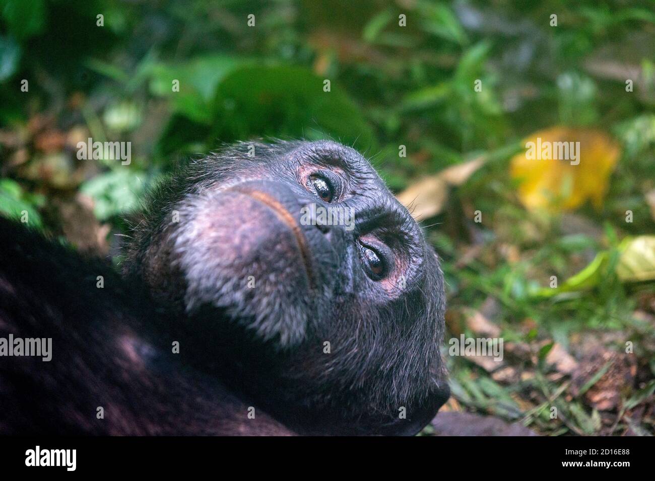 Chimpanzee (Pan troglodytes) male , Alpha male, Resting on the ground, Uganda, Kibale National Park Stock Photo